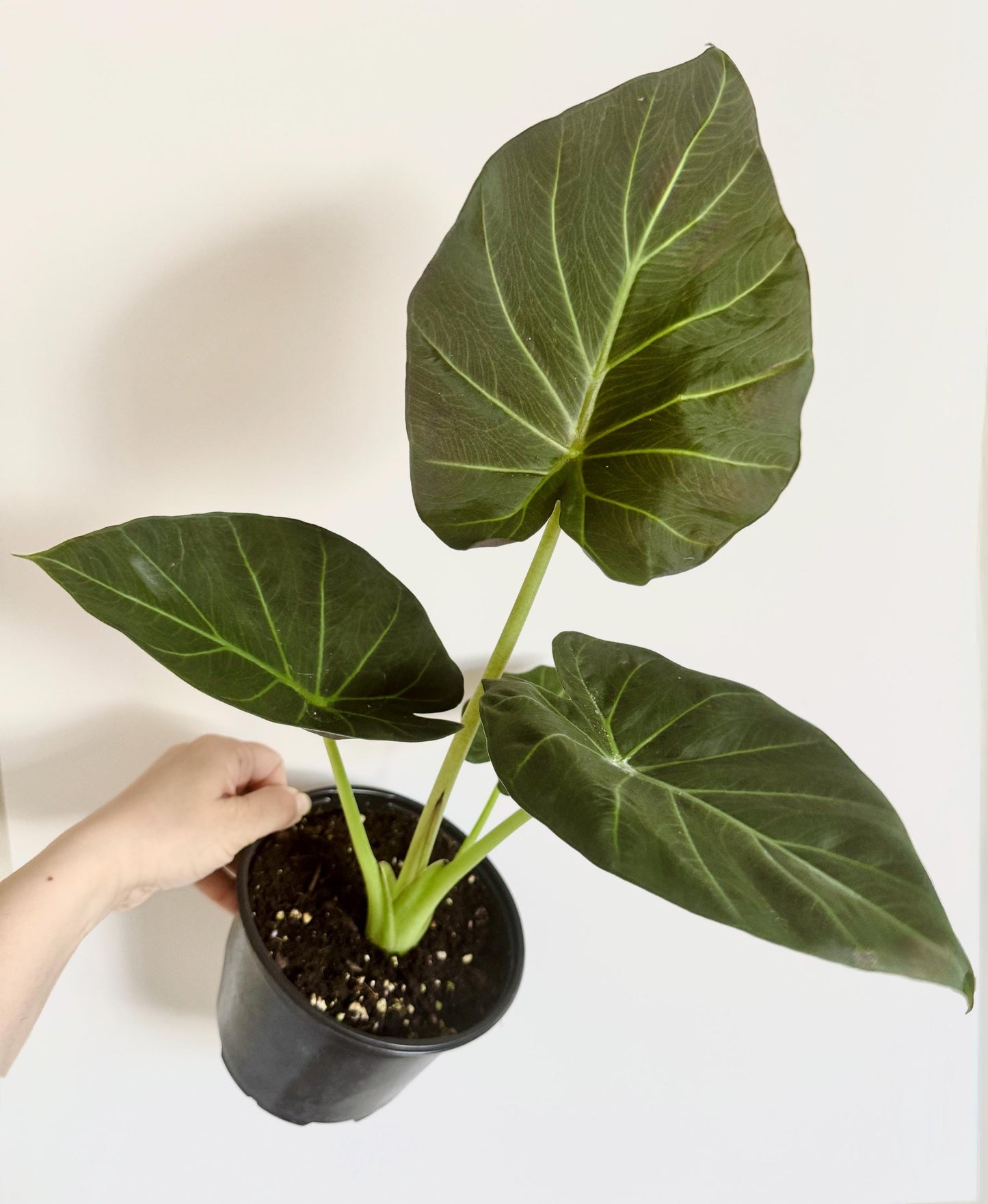 Alocasia Regal Shield Plant - 6 inch Pot - optional deocrative pot