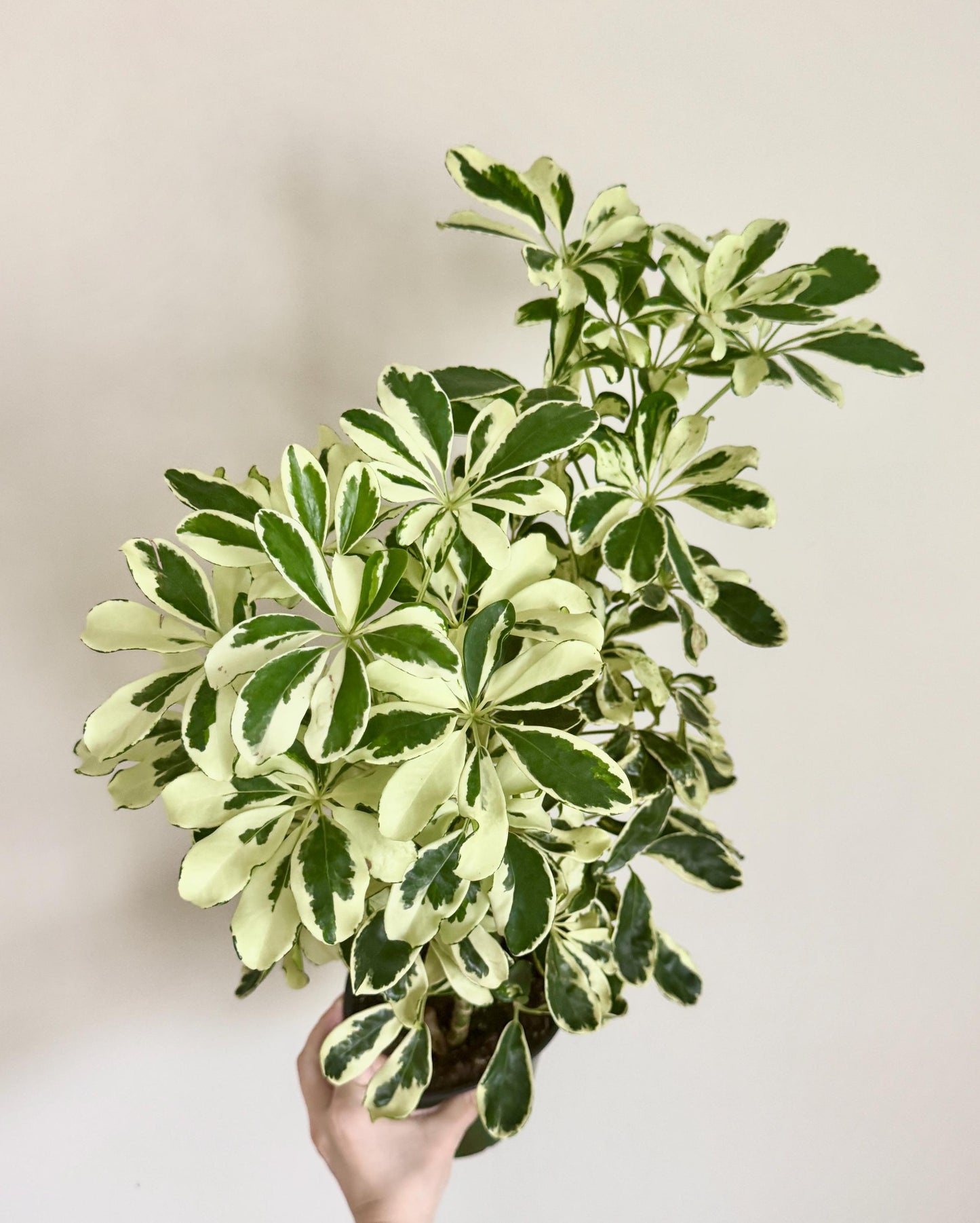 Variegated Dwarf Umbrella Plant Arboricola - 6” Pot - optional decorative pot