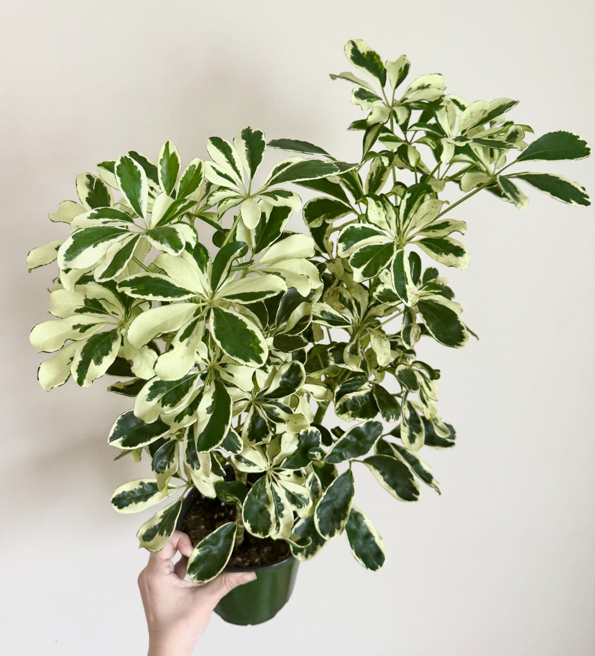 Variegated Dwarf Umbrella Plant Arboricola - 6” Pot - optional decorative pot