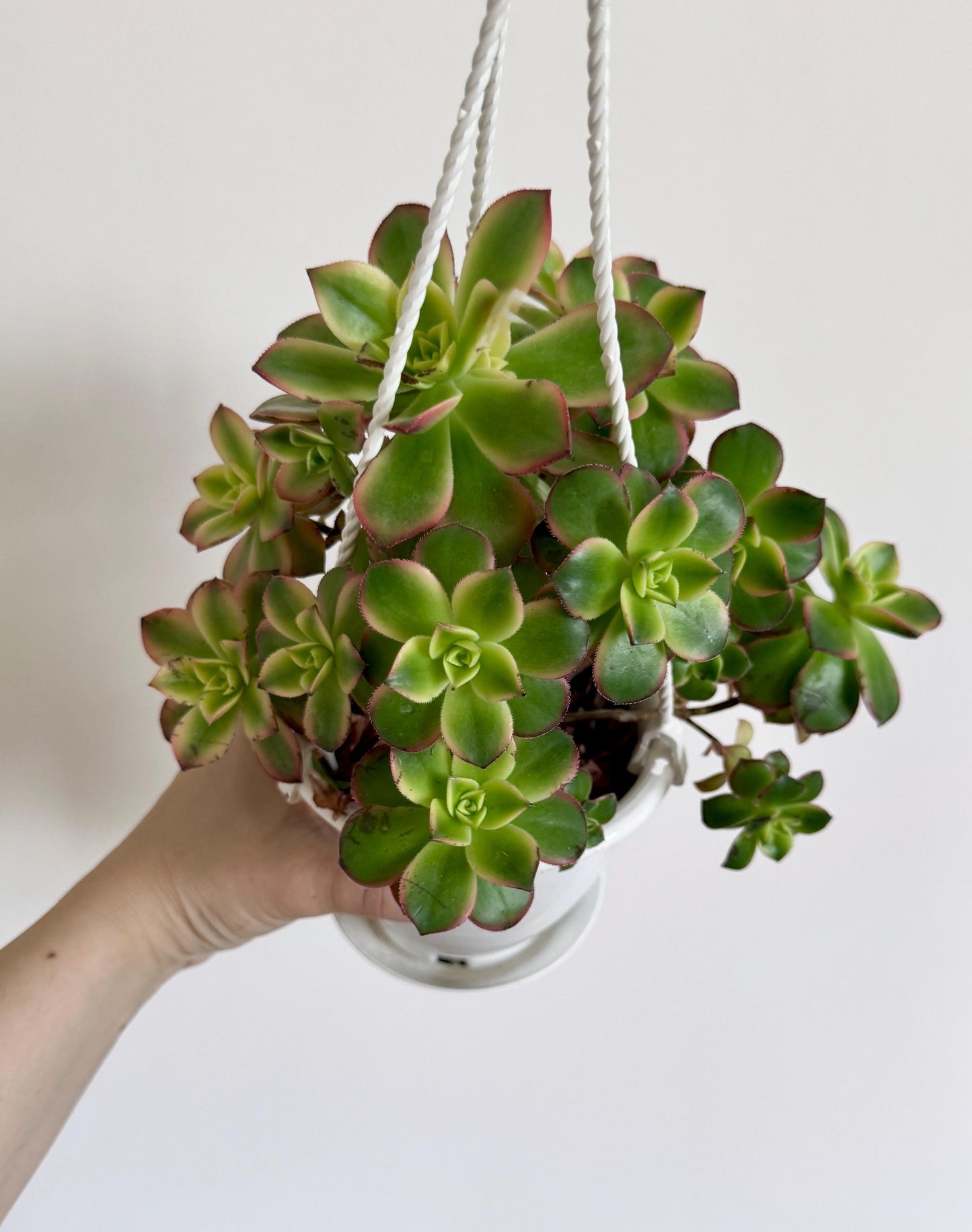 Aeonium Kiwi Succulent Plant 4.5 inch Hanging pot - Live Plant - optional decorative hanger
