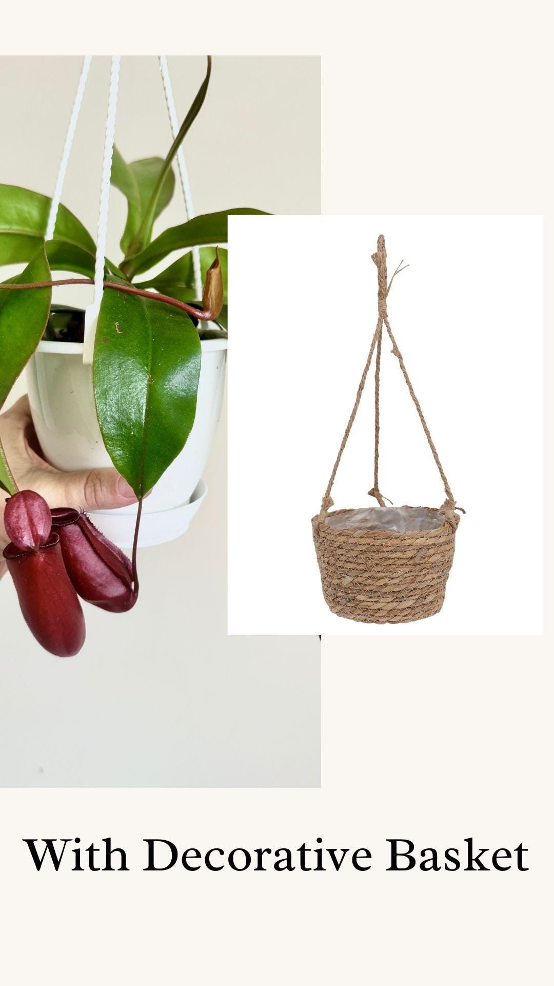 Nepenthes Bloody Mary Hybrid Pitcher Hanging Plant - 4.5 Hanging Basket - Live Plant