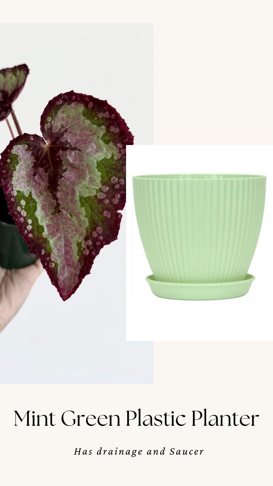 Begonia Vampire Slayer Rare Flowering Plant - 3" Pot - optional decorative pot