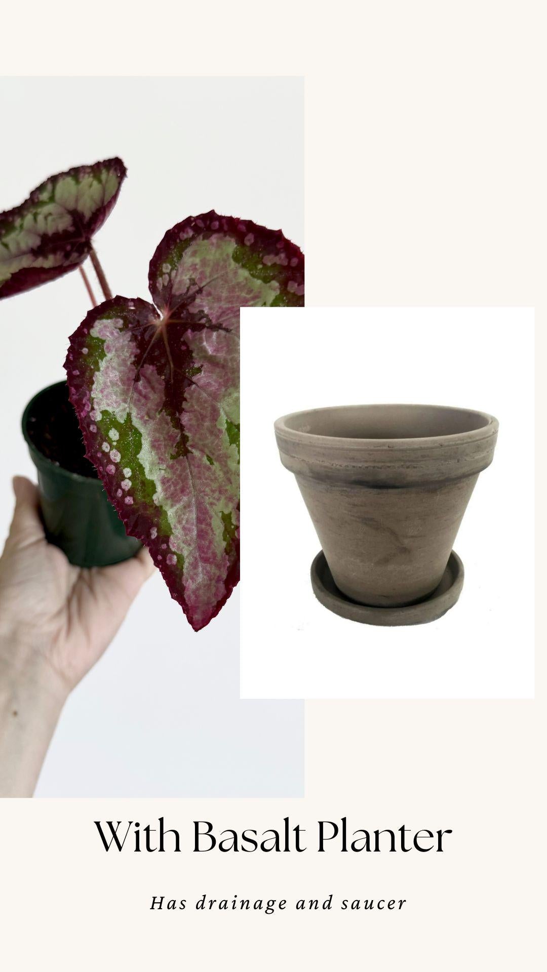 Begonia Vampire Slayer Rare Flowering Plant - 3" Pot - optional decorative pot