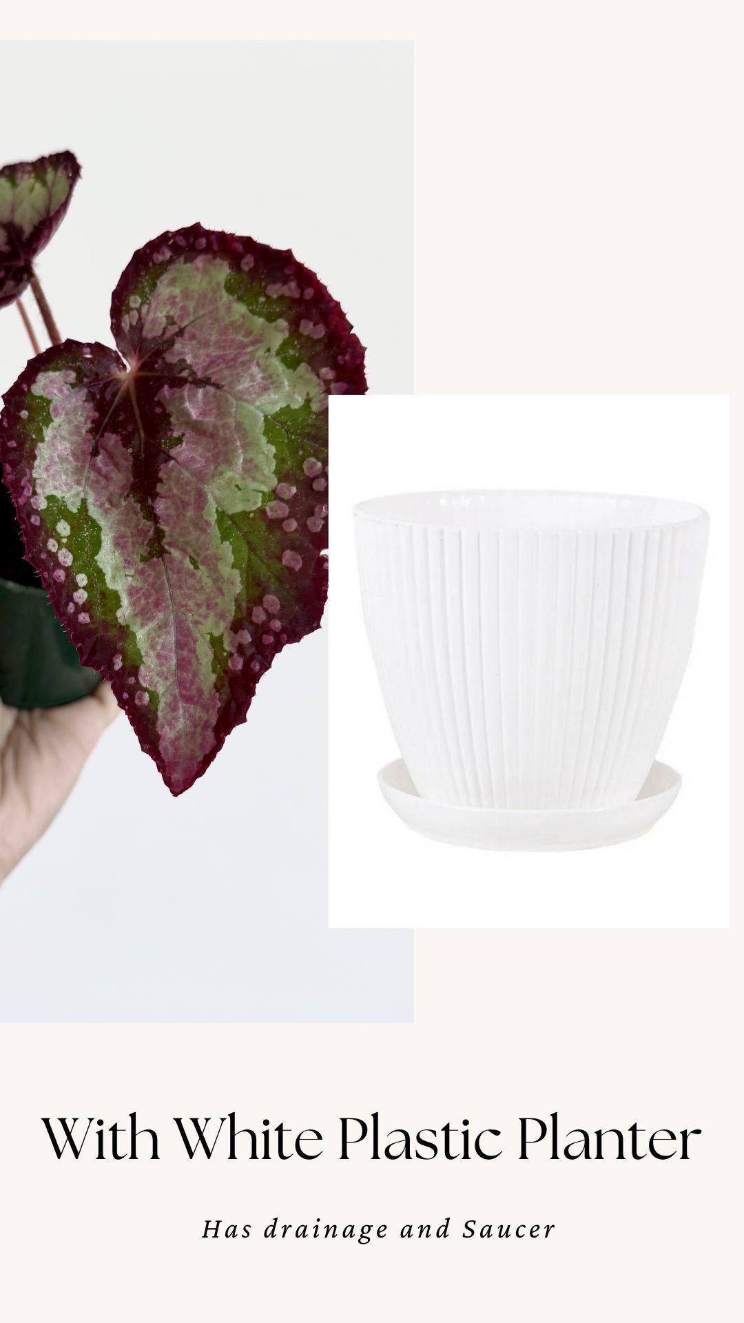 Begonia Vampire Slayer Rare Flowering Plant - 3" Pot - optional decorative pot