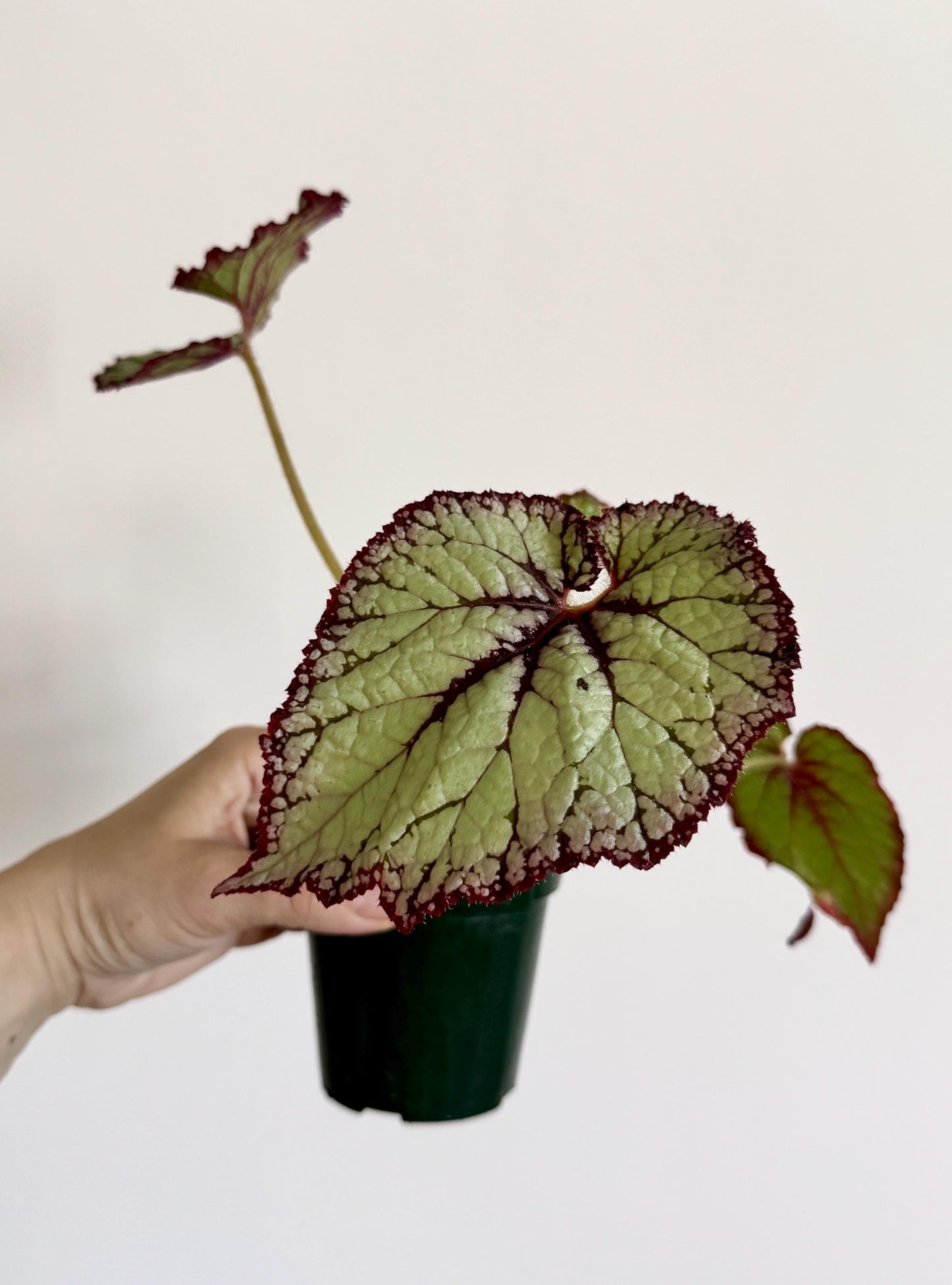 Begonia Vampire Slayer Rare Flowering Plant - 3" Pot - optional decorative pot