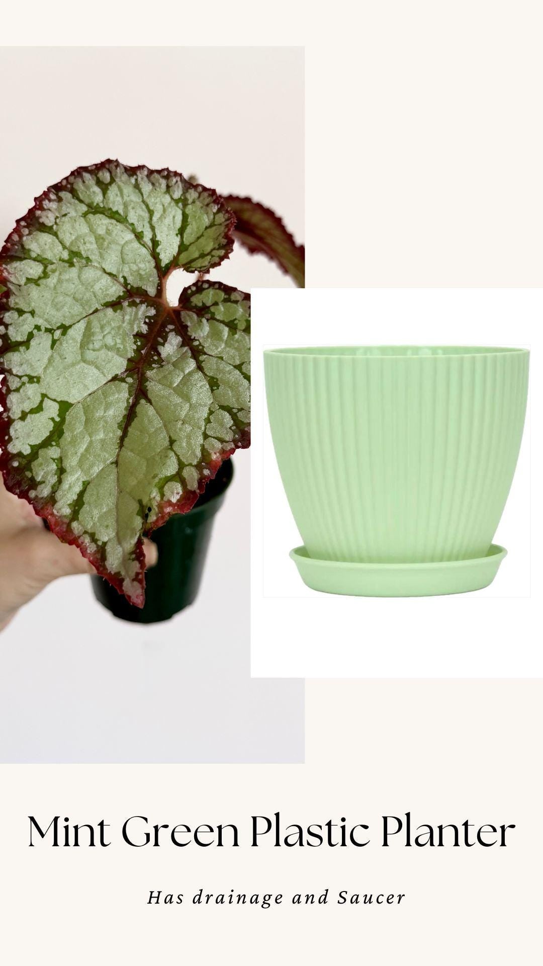 Begonia Vampire Slayer Rare Flowering Plant - 3" Pot - optional decorative pot