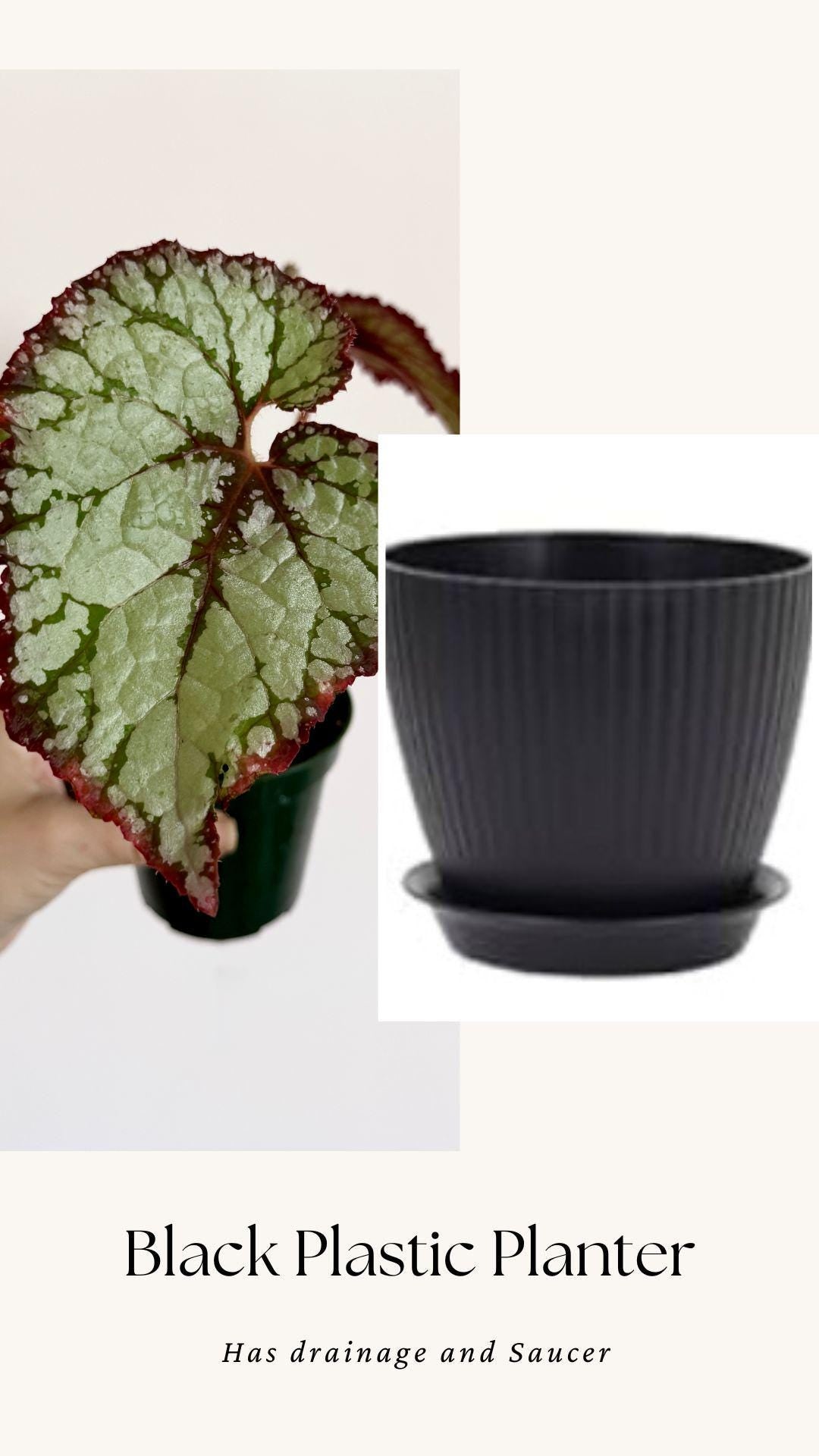 Begonia Vampire Slayer Rare Flowering Plant - 3" Pot - optional decorative pot