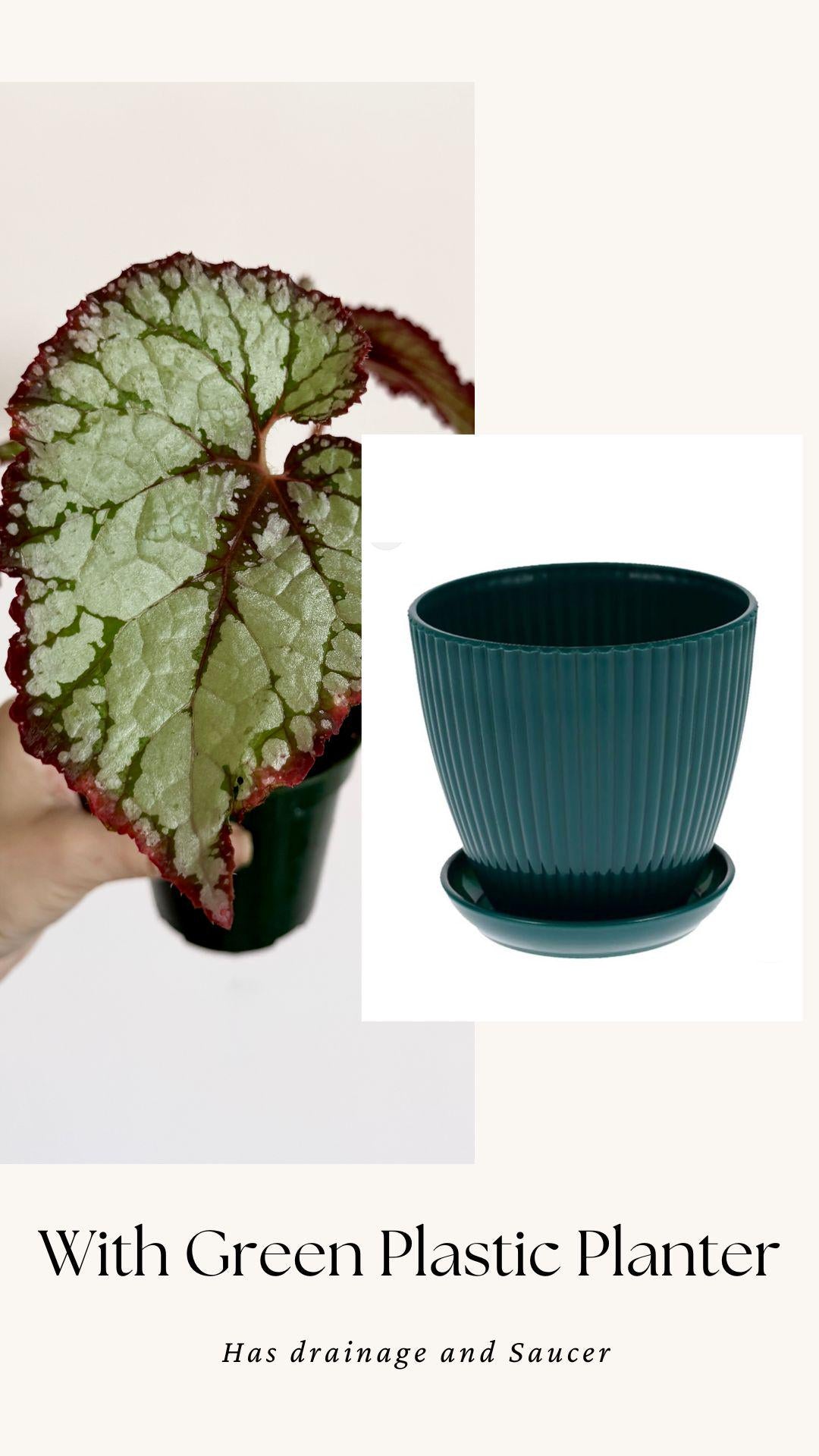 Begonia Vampire Slayer Rare Flowering Plant - 3" Pot - optional decorative pot