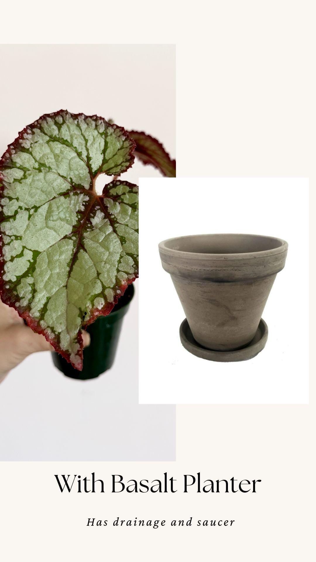 Begonia Vampire Slayer Rare Flowering Plant - 3" Pot - optional decorative pot