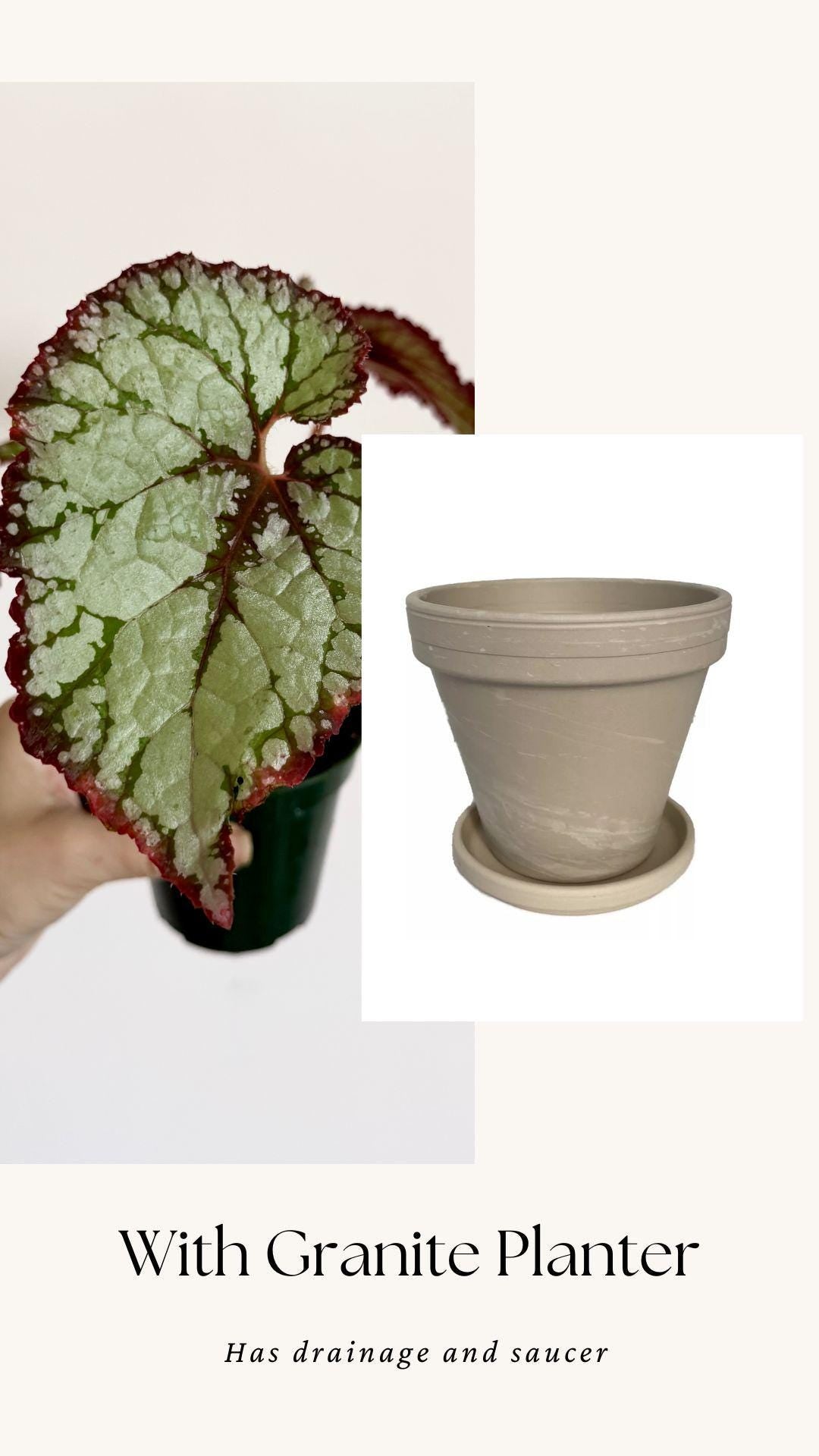 Begonia Vampire Slayer Rare Flowering Plant - 3" Pot - optional decorative pot