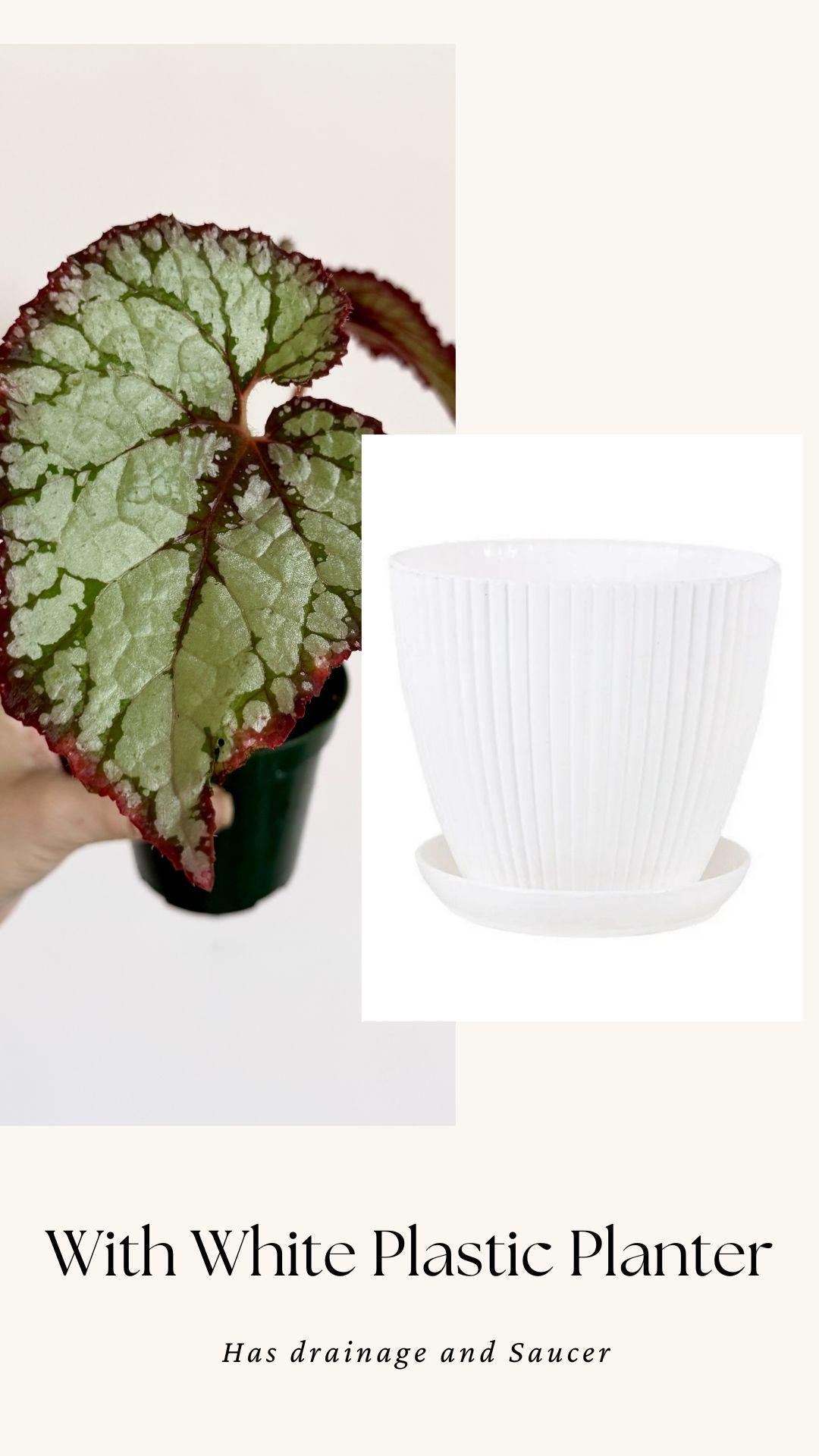 Begonia Vampire Slayer Rare Flowering Plant - 3" Pot - optional decorative pot