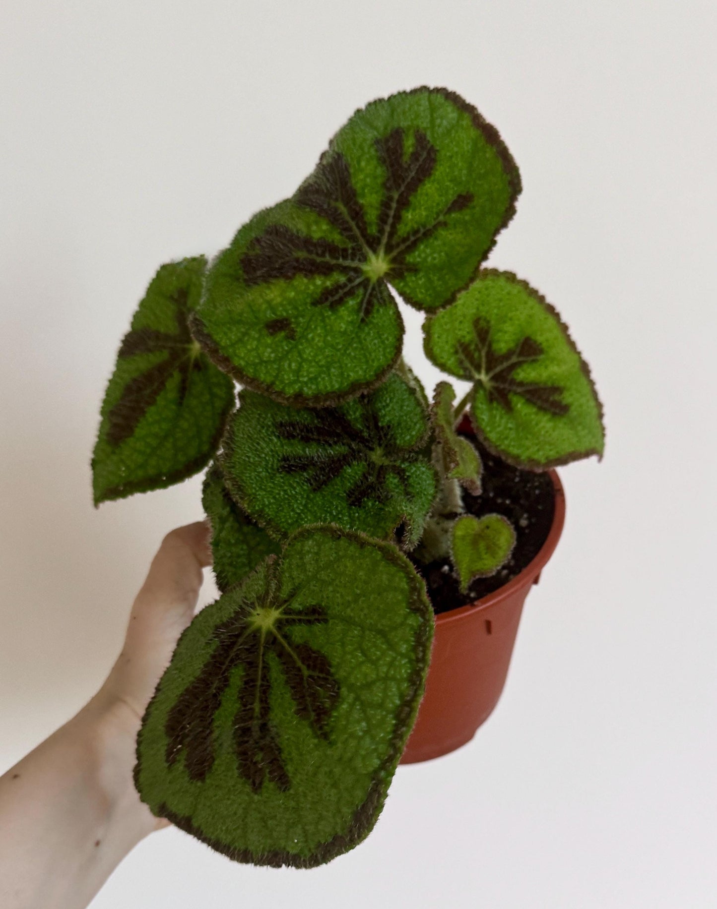 Begonia Iron Cross 6 inch Pot - optional deocrative pot
