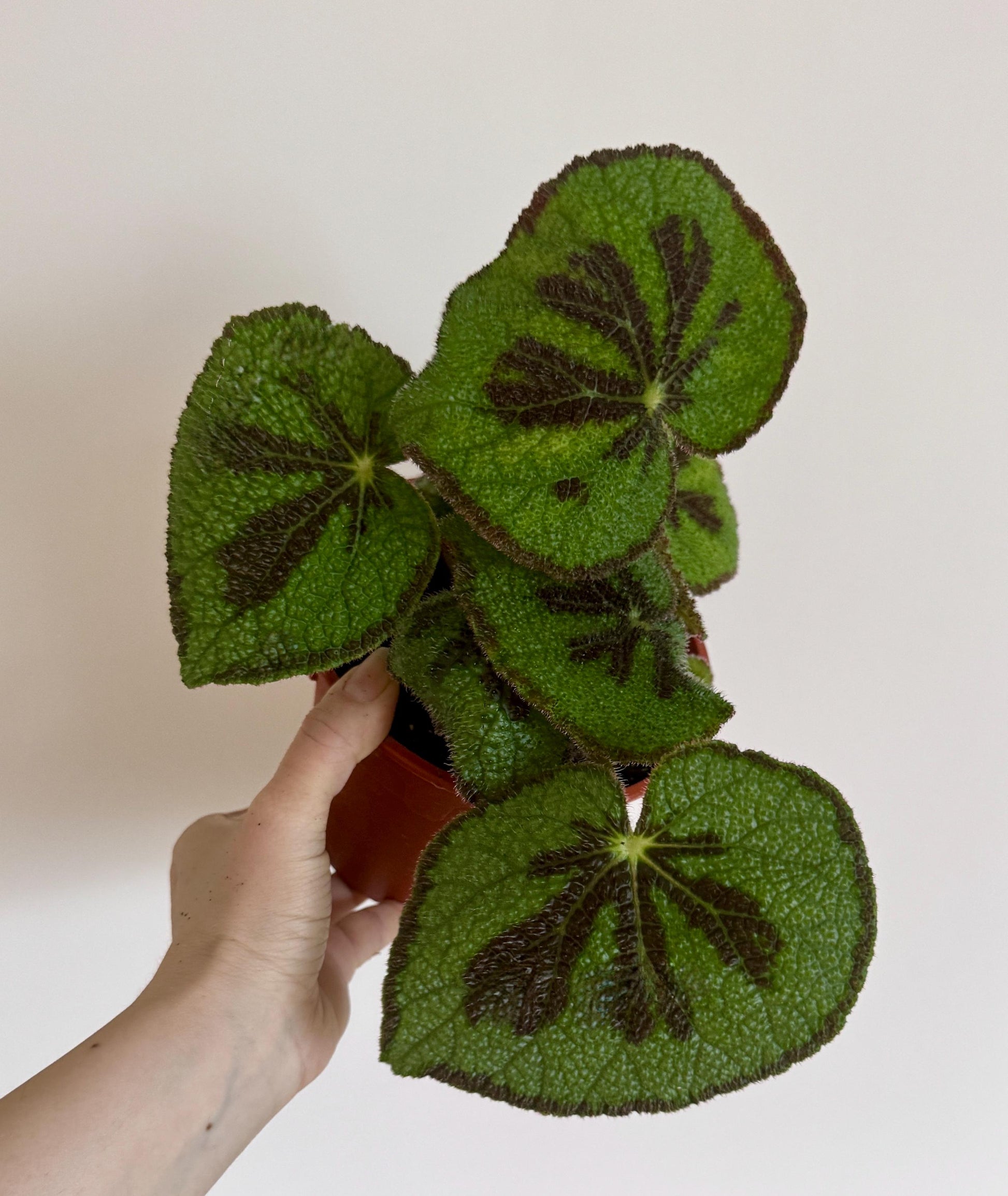 Begonia Iron Cross 6 inch Pot - optional deocrative pot