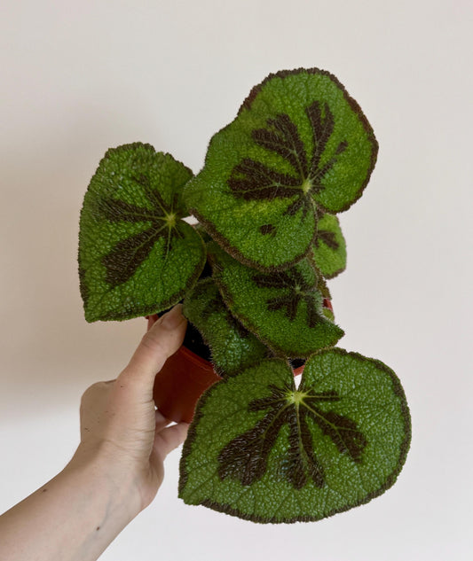 Begonia Iron Cross 6 inch Pot - optional deocrative pot