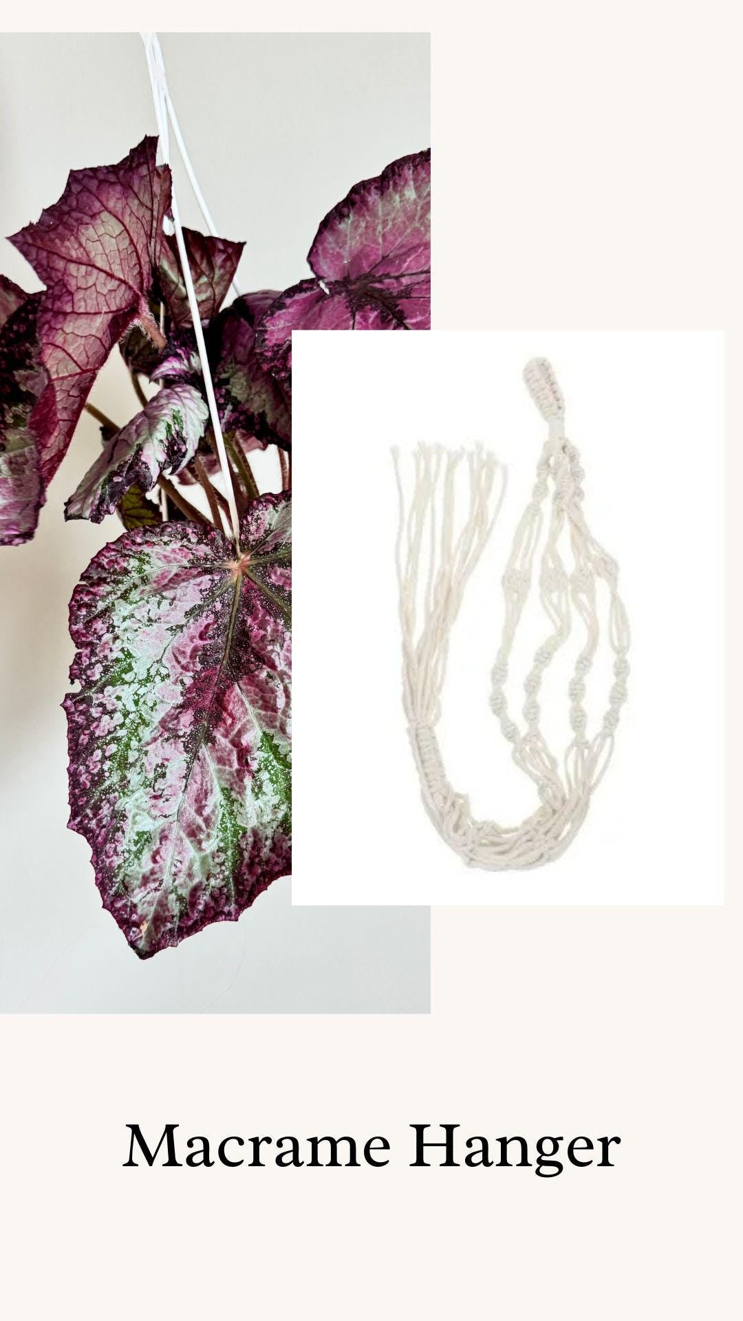 Begonia Celestrial Strawberry Rex Begonia | 6 inch Hanging Basket | optional decorative hanger