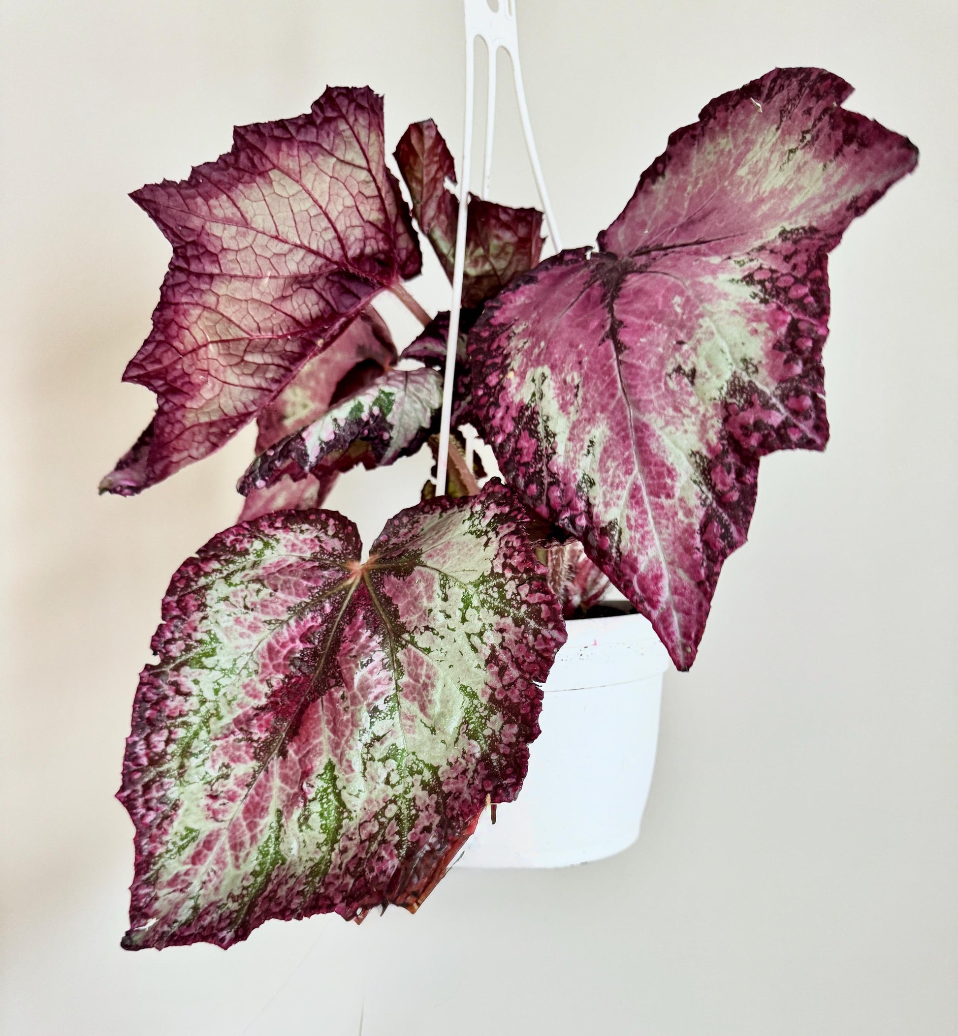 Begonia Celestrial Strawberry Rex Begonia | 6 inch Hanging Basket | optional decorative hanger