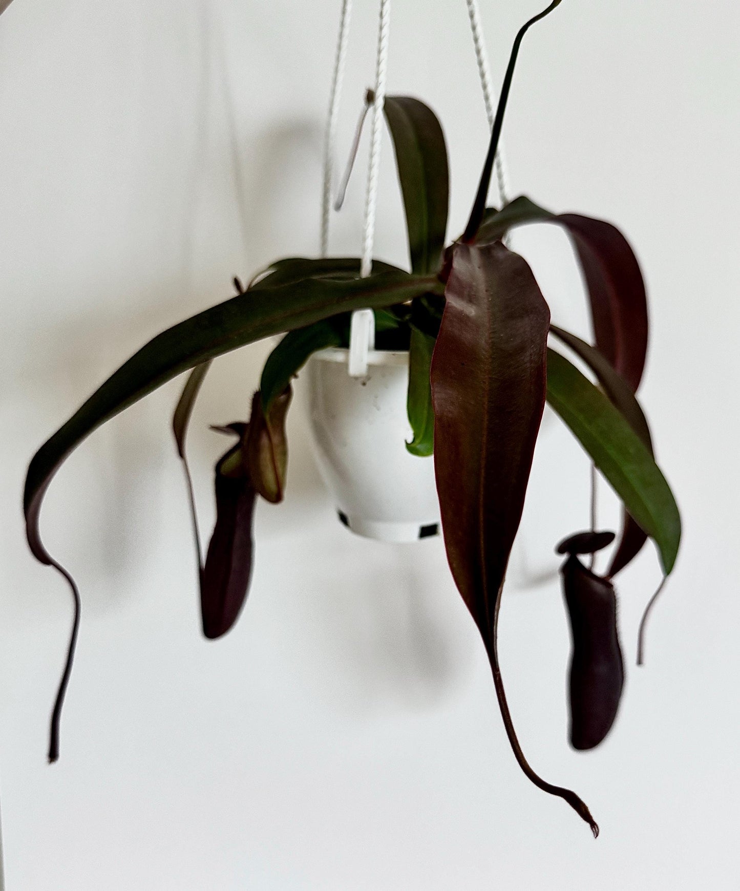 Nepenthes Rebecca Soper Hybrid Pitcher Hanging Plant - 4.5 Hanging Basket - Live Plant