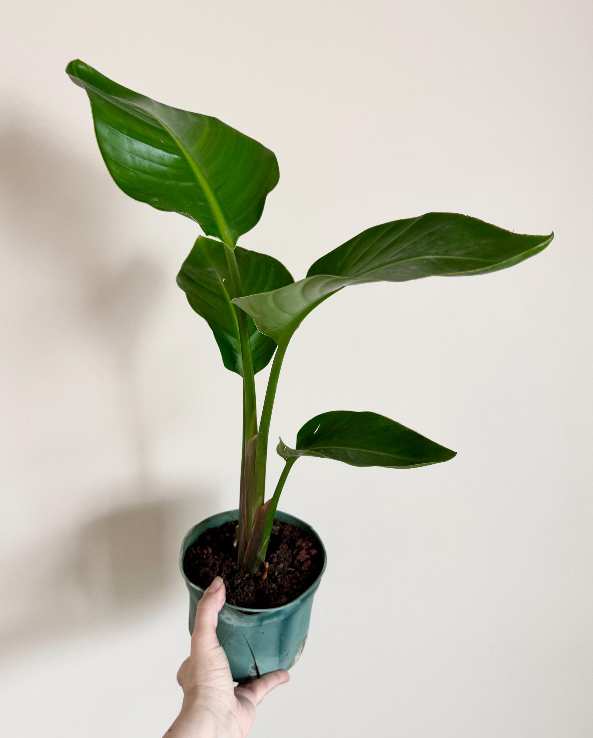 White Birds of Paradise Plant - 6 inch Pot - optional deocrative pot
