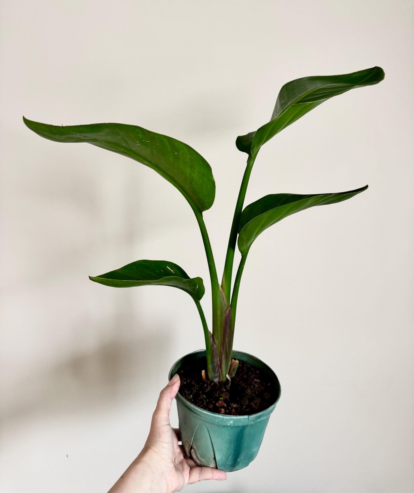 White Birds of Paradise Plant - 6 inch Pot - optional deocrative pot