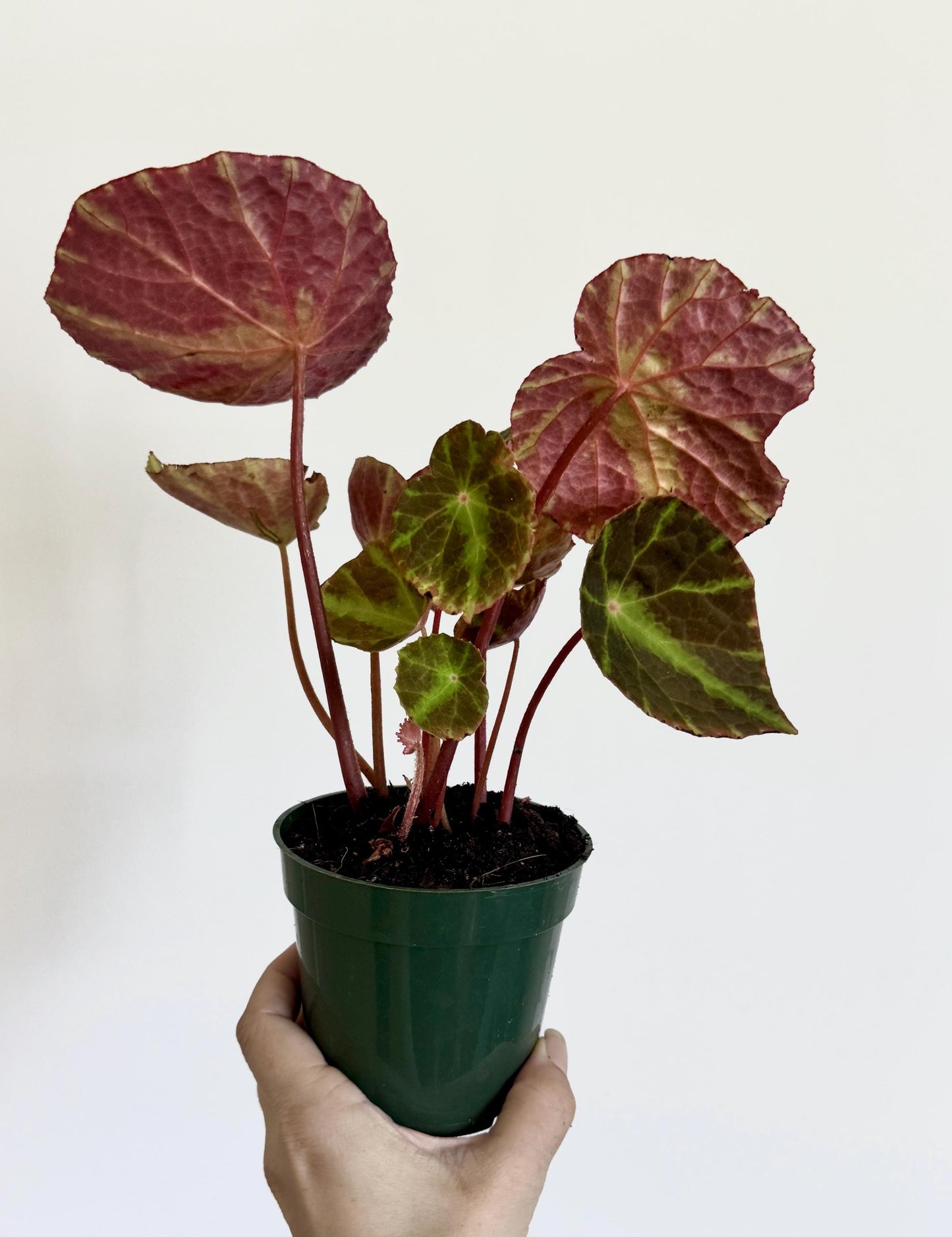 Begonia Soli-mutata x Natunensis Hybrid Rare Plant - 3" Pot - optional decorative pot