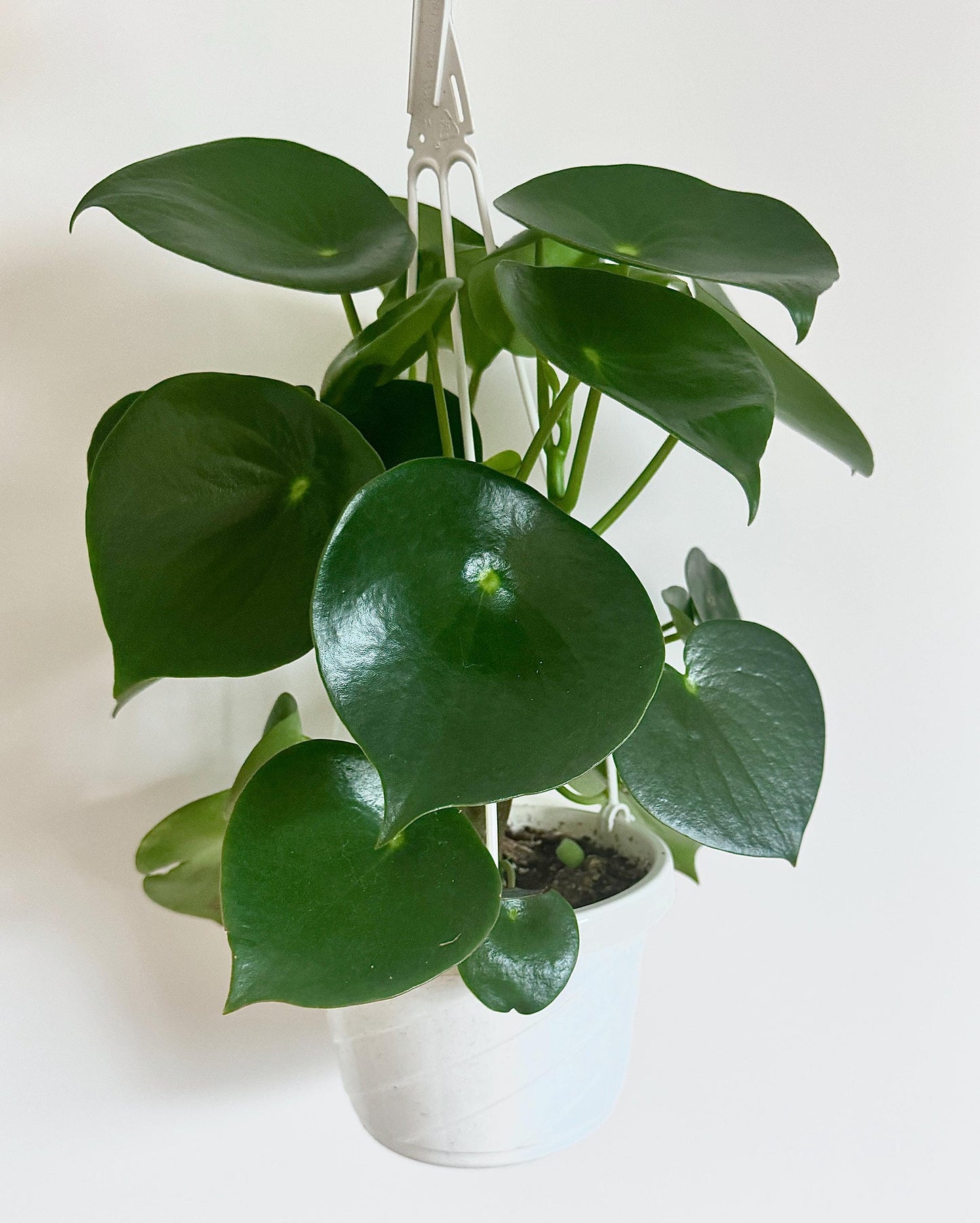Peperomia Raindrop (Peperomia Polybotrya)| 6" Hanging Basket | optional decorative hanger