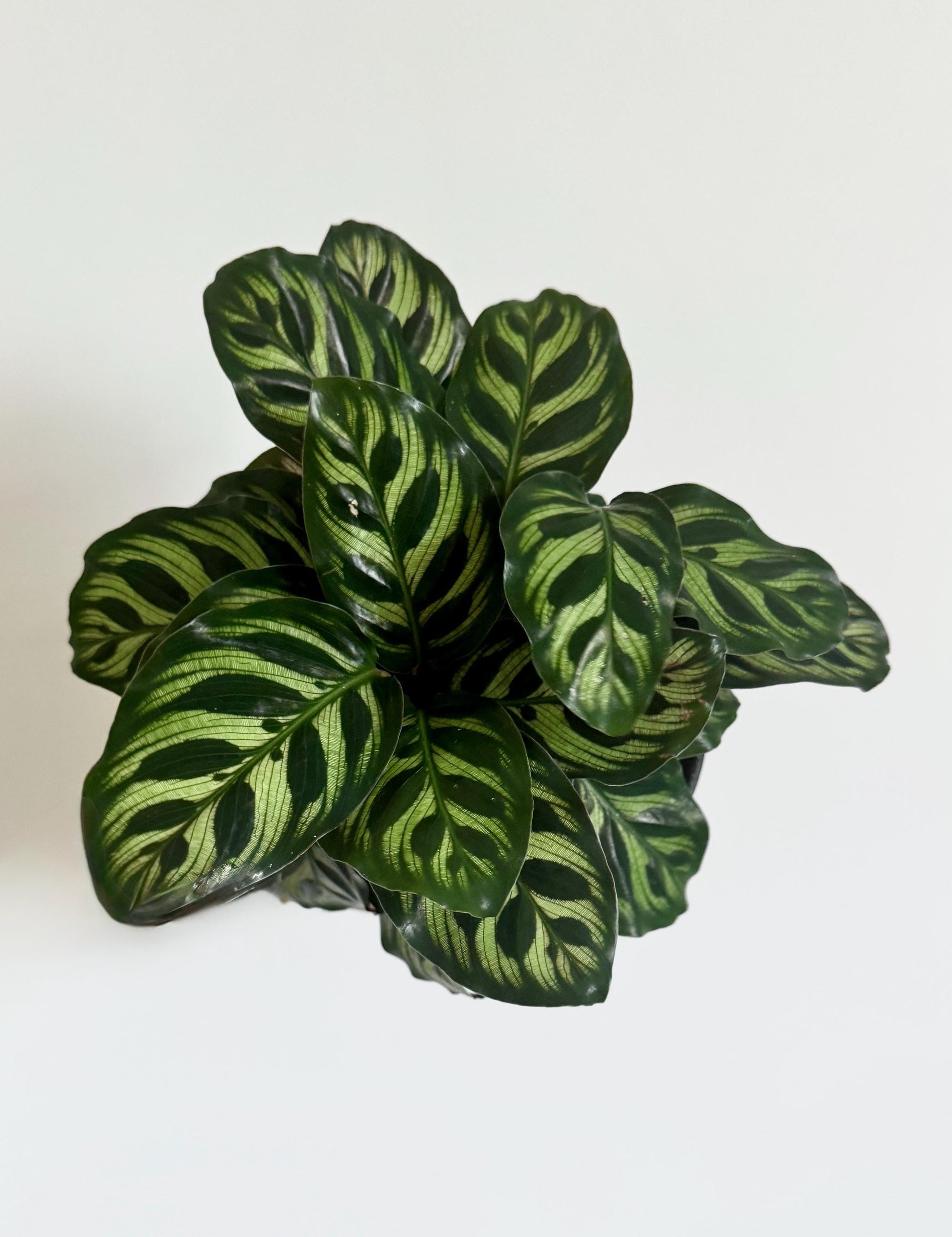 Calathea Makoyana Prayer Plant 6” Pot - Live Indoor Houseplant