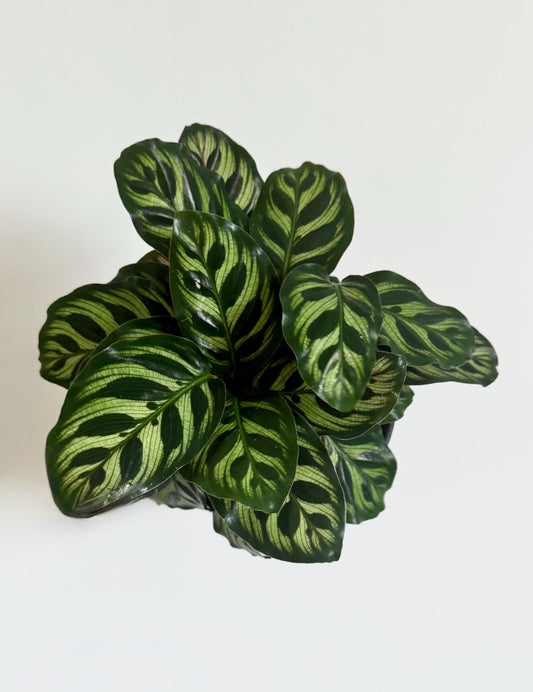 Calathea Makoyana Prayer Plant 6” Pot - Live Indoor Houseplant