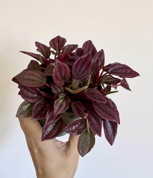 Peperomia Cayenne - 4 inch Pot - Live Plant - optional decorative pot