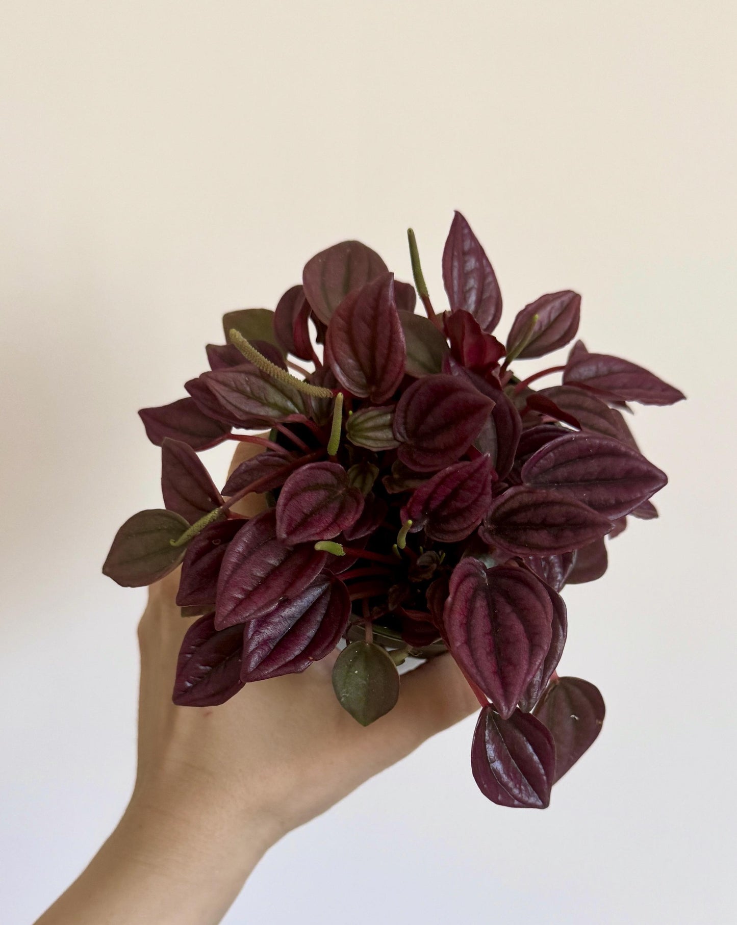 Peperomia Cayenne - 4 inch Pot - Live Plant - optional decorative pot