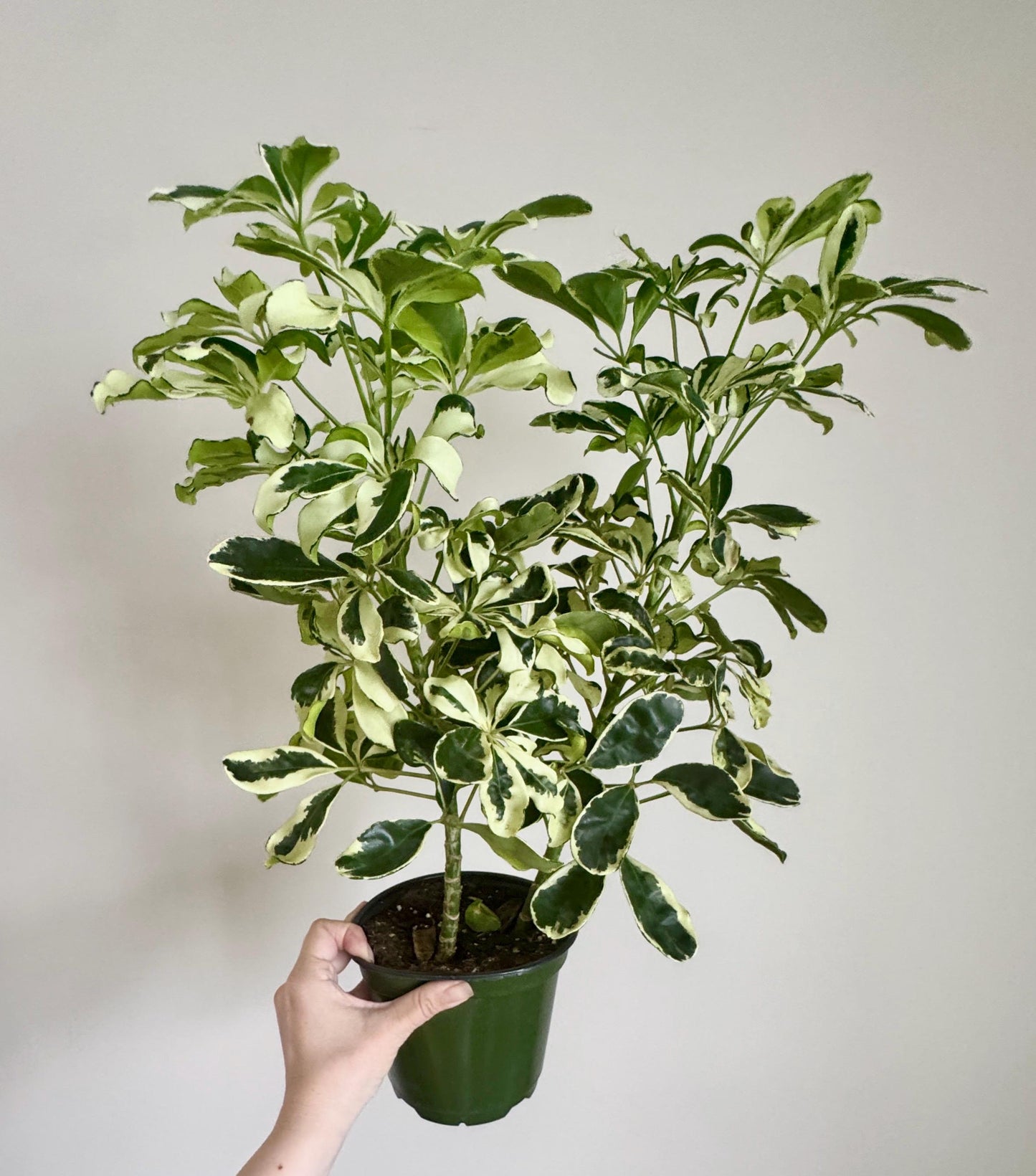 Variegated Dwarf Umbrella Plant Arboricola - 6” Pot - optional decorative pot