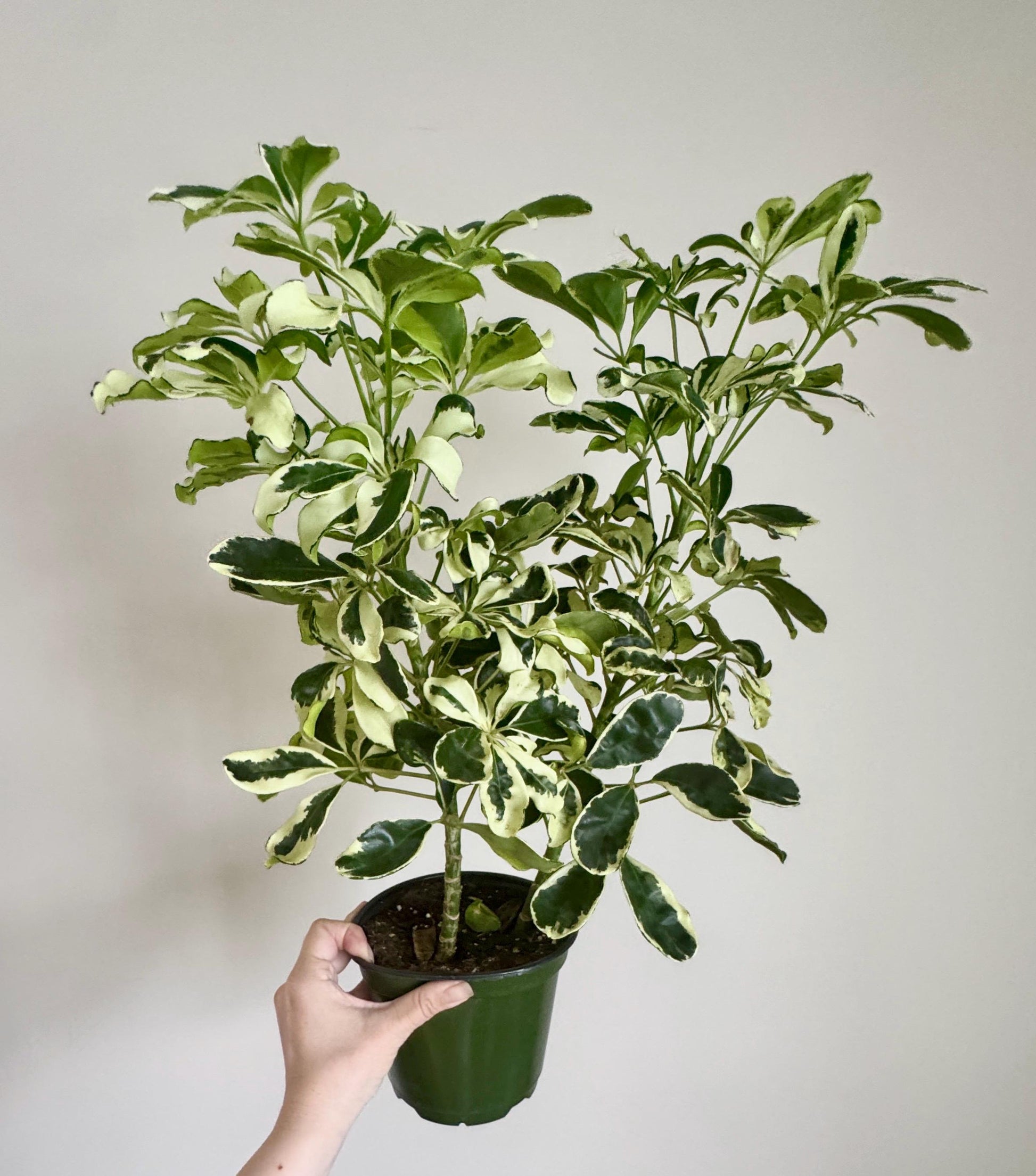 Variegated Dwarf Umbrella Plant Arboricola - 6” Pot - optional decorative pot