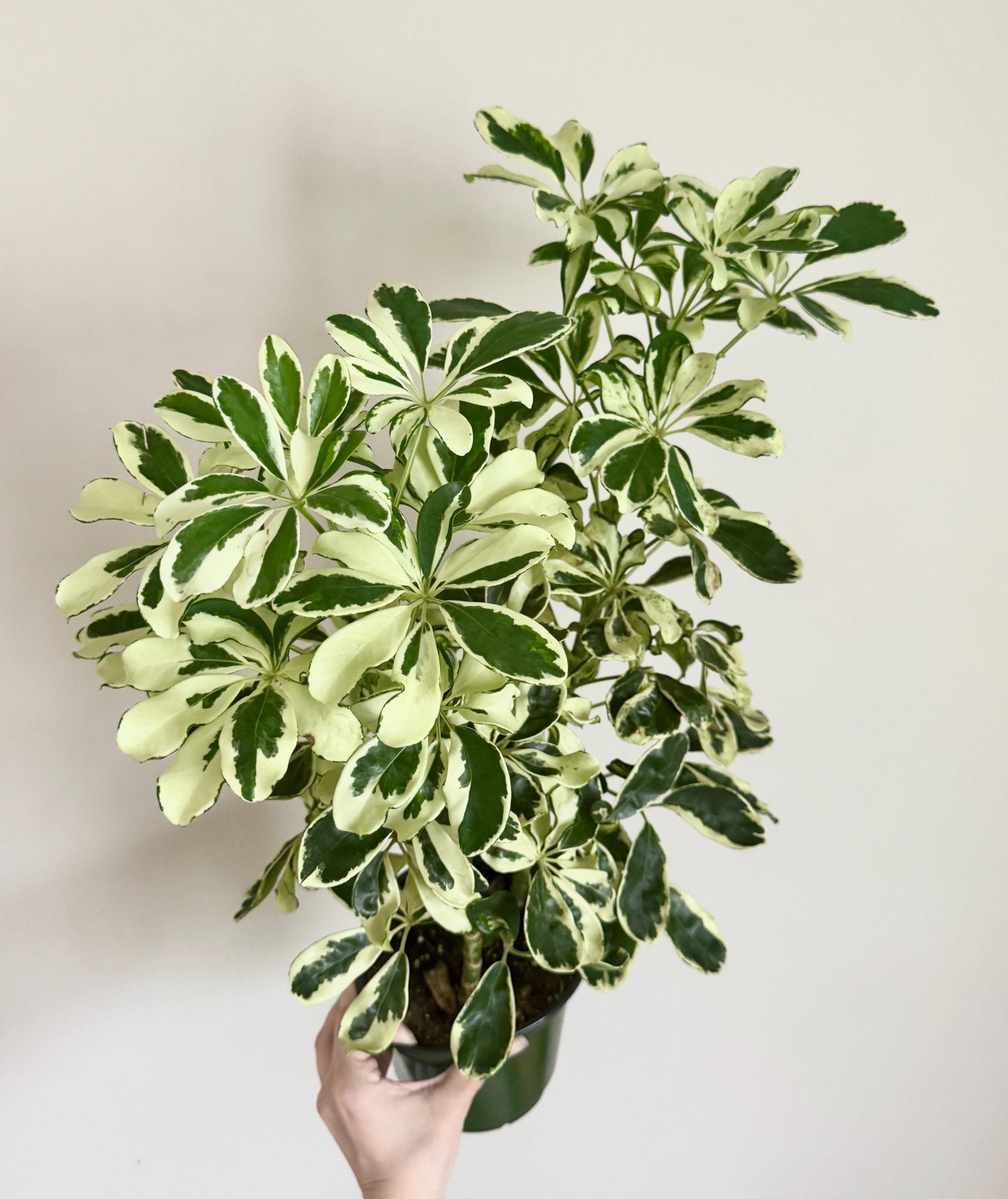 Variegated Dwarf Umbrella Plant Arboricola - 6” Pot - optional decorative pot