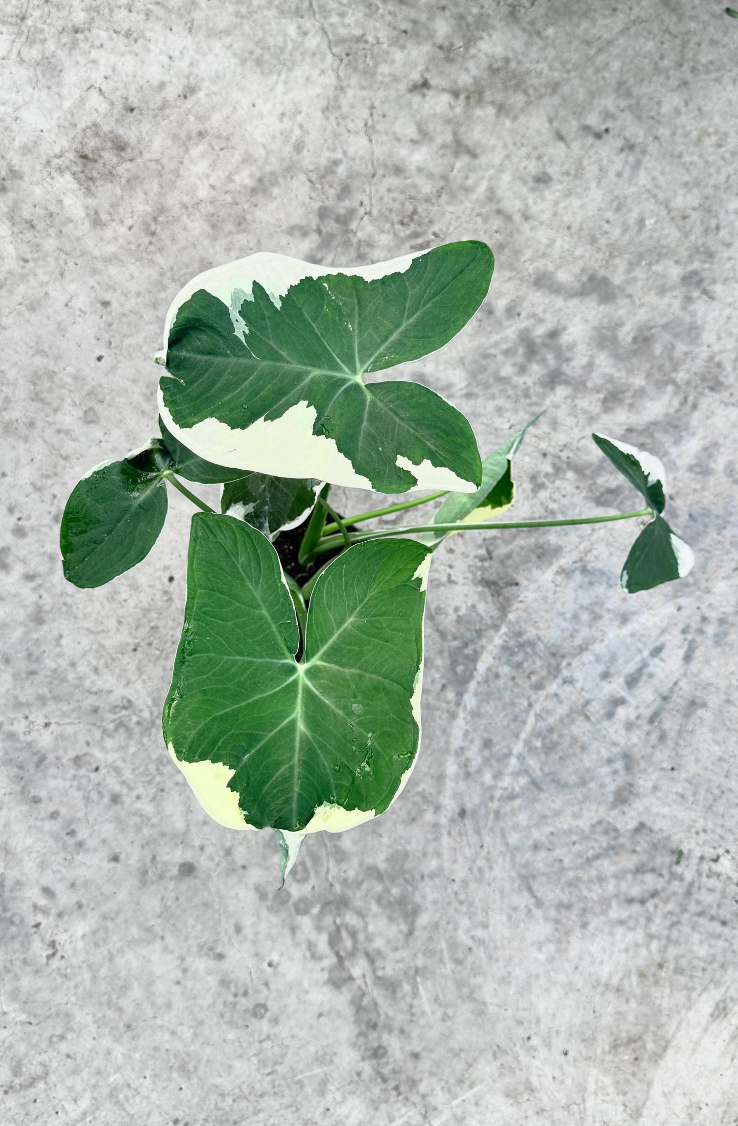 Xanthosoma Mickey Mouse - Alocasia - 6 inch Pot - Live Plant