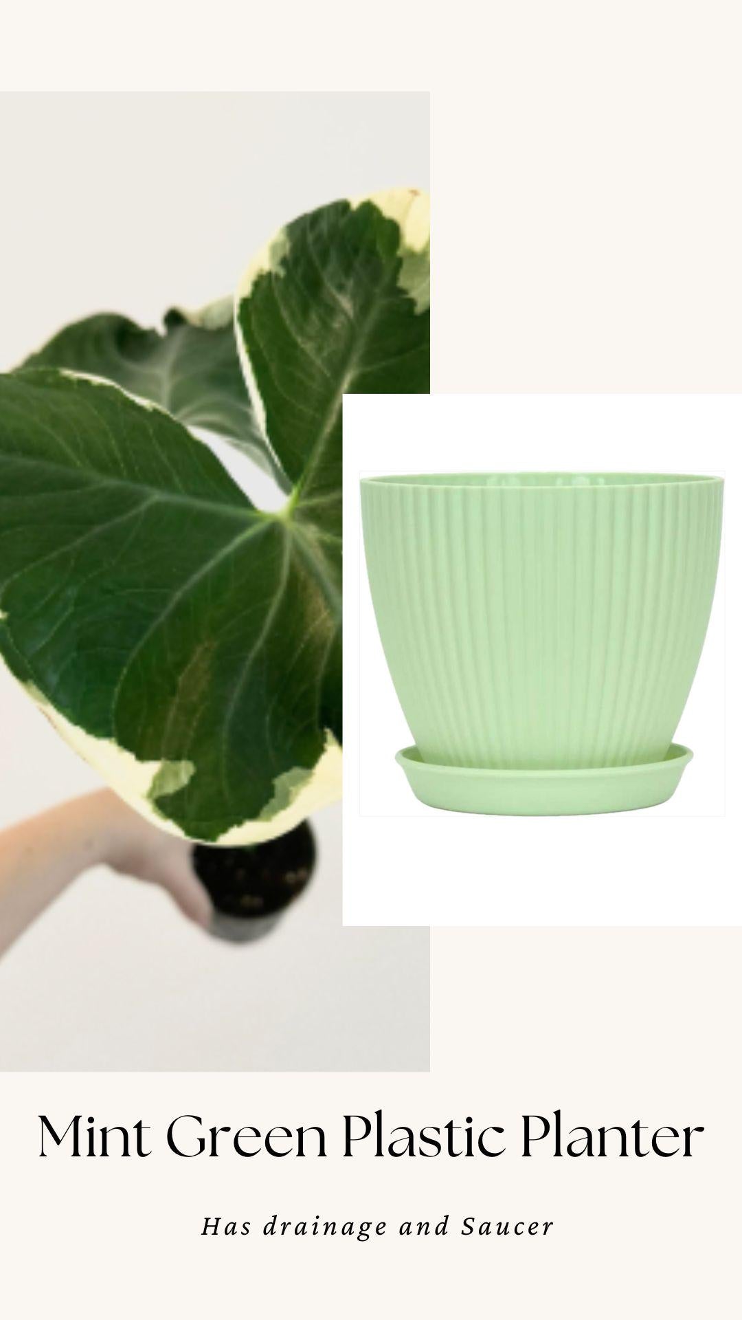 Xanthosoma Mickey Mouse - Alocasia - 6 inch Pot - Live Plant