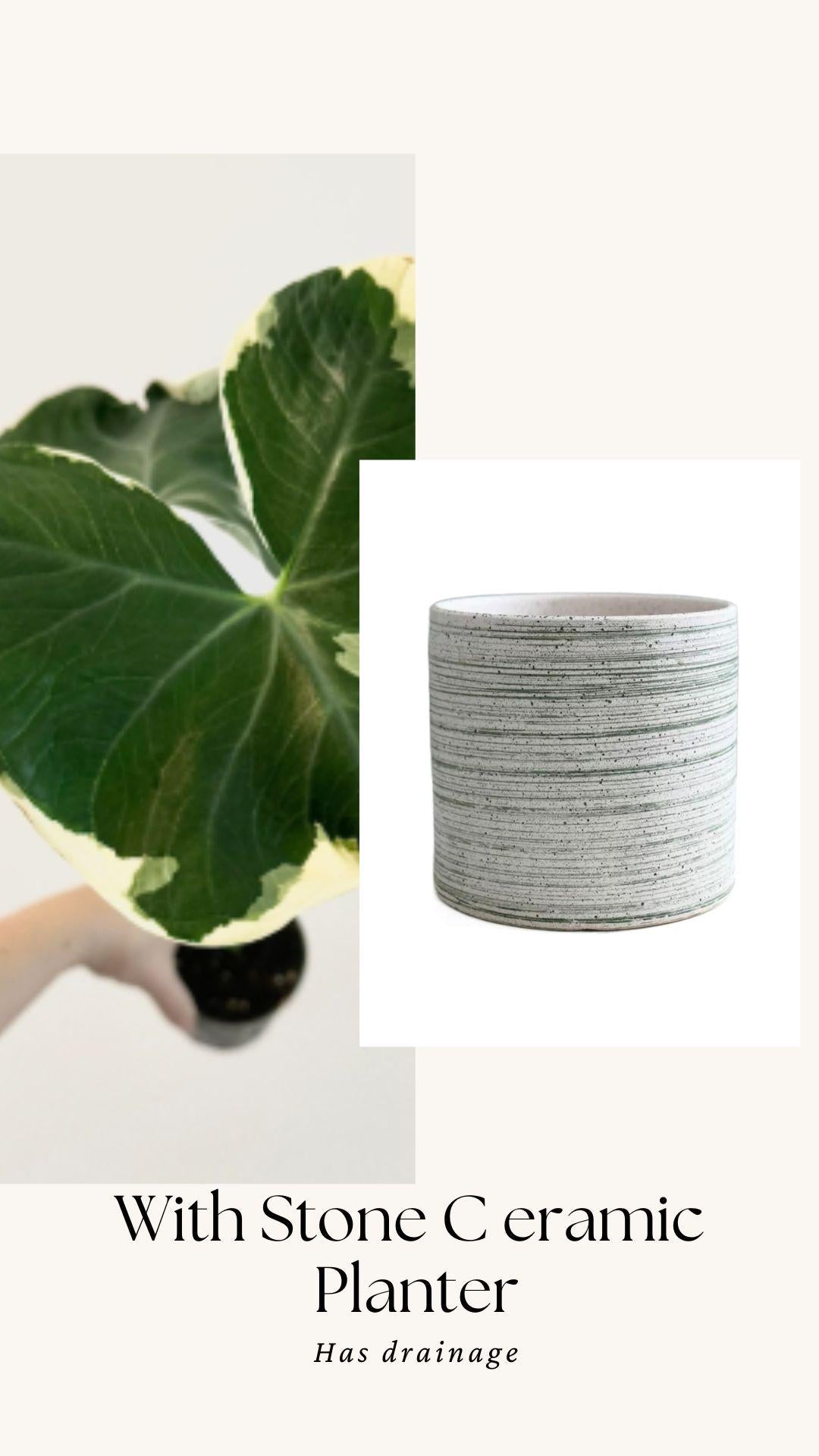 Xanthosoma Mickey Mouse - Alocasia - 6 inch Pot - Live Plant