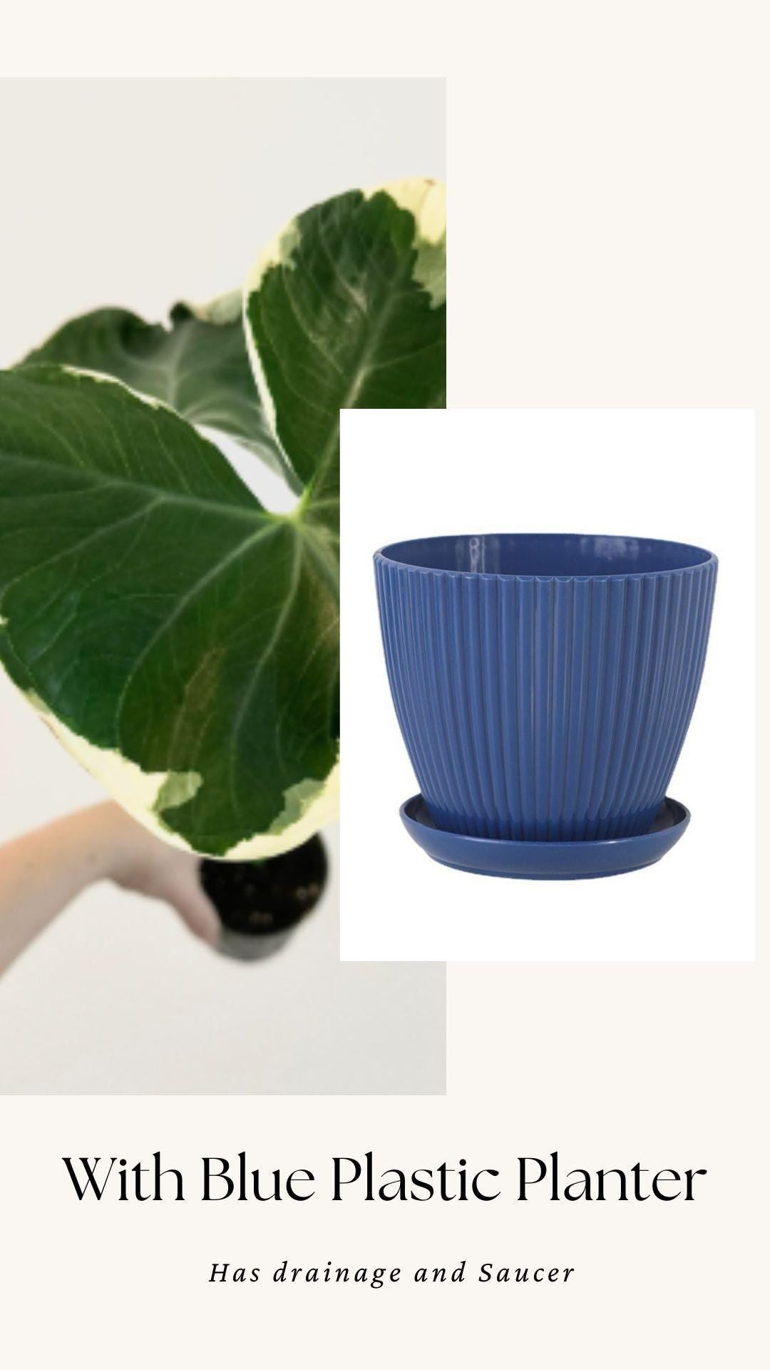 Xanthosoma Mickey Mouse - Alocasia - 6 inch Pot - Live Plant