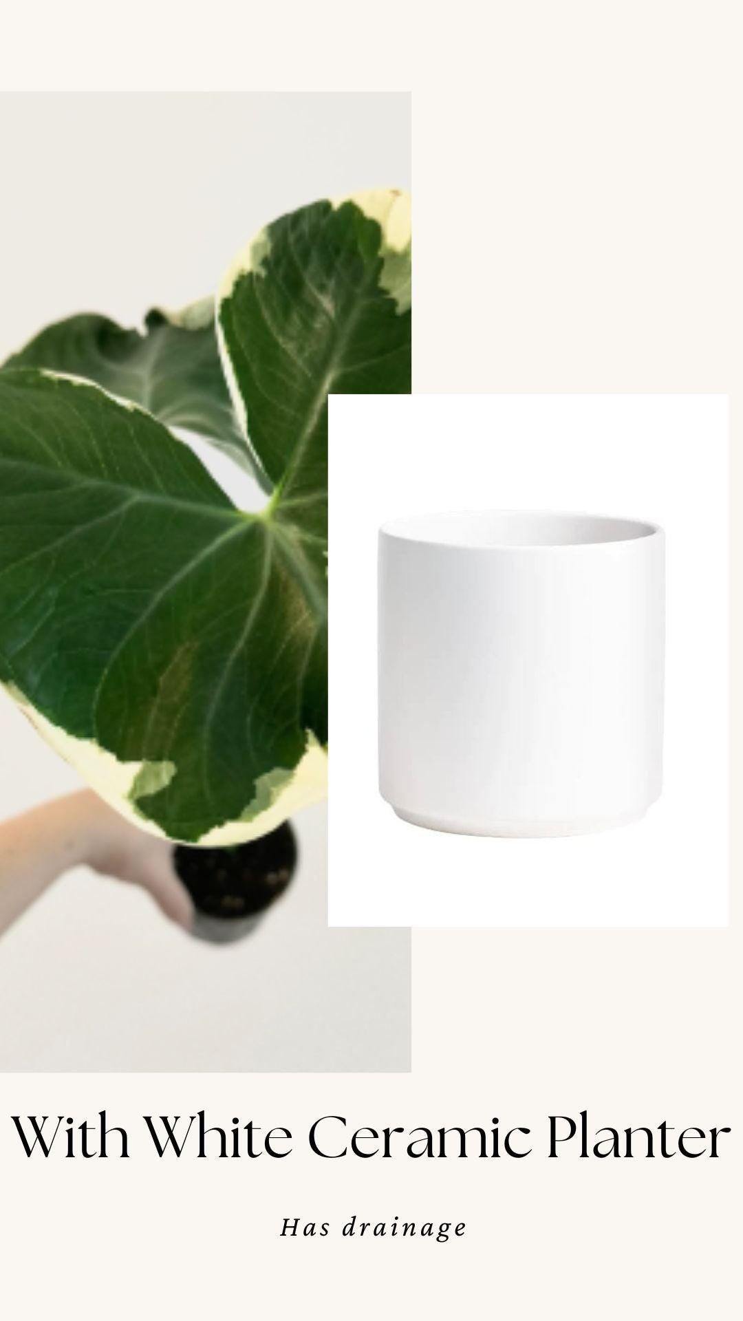 Xanthosoma Mickey Mouse - Alocasia - 6 inch Pot - Live Plant