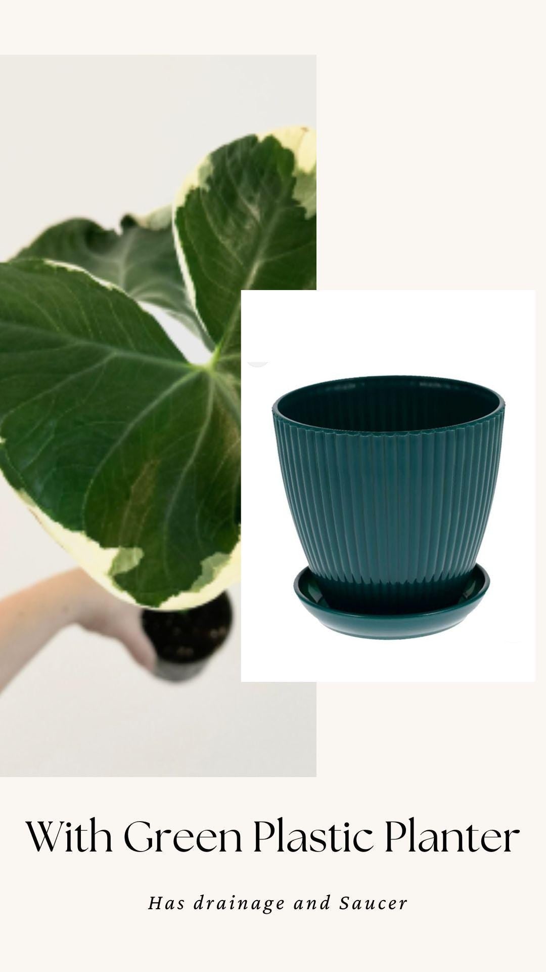 Xanthosoma Mickey Mouse - Alocasia - 6 inch Pot - Live Plant