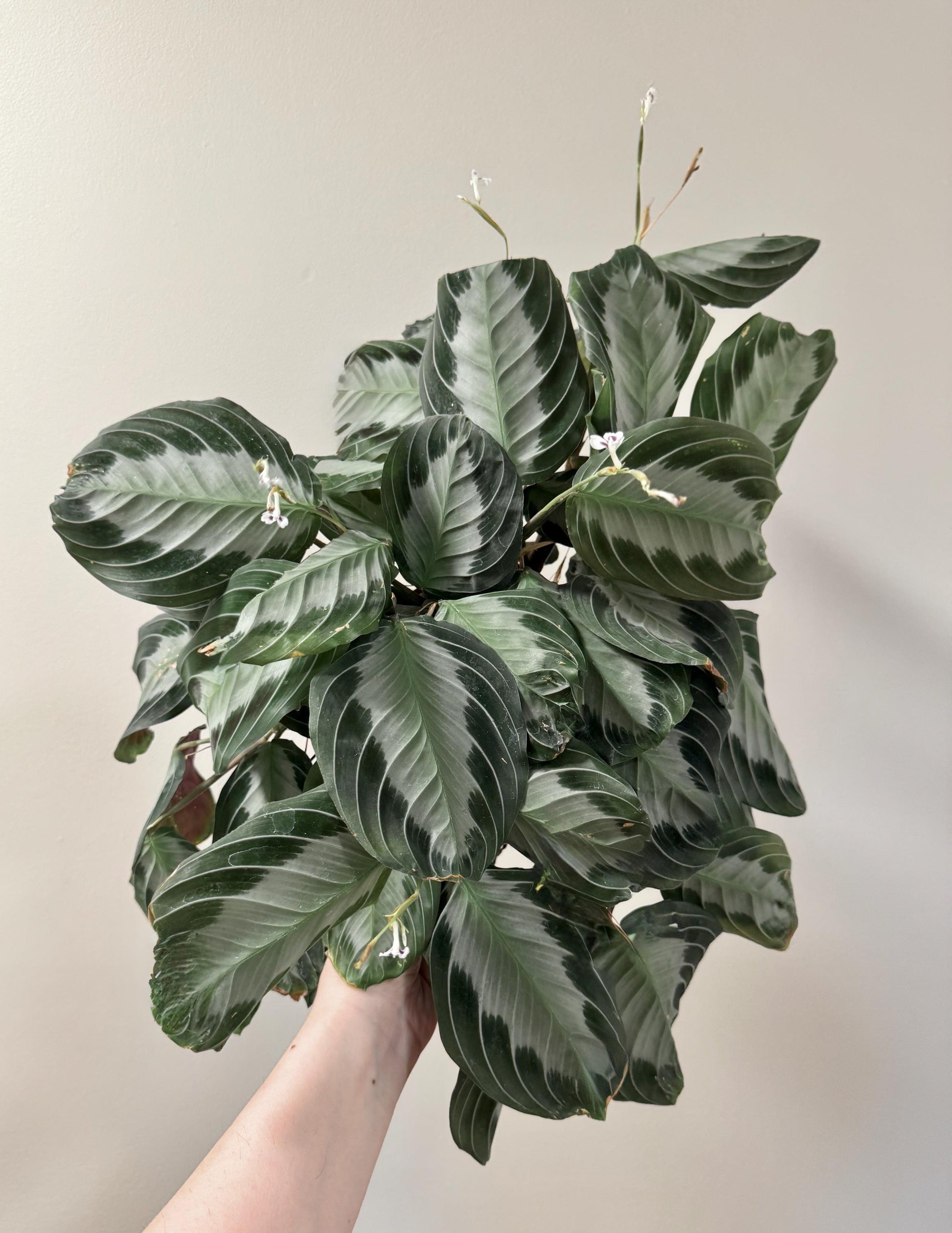 Maranta Silver Band Prayer Plant | 4 inch Pot | Live Plant - optional decorative pot