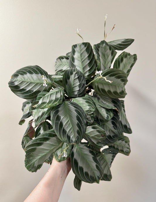 Maranta Silver Band Prayer Plant | 4 inch Pot | Live Plant - optional decorative pot