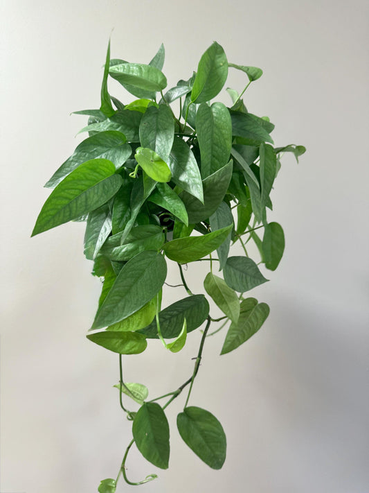 Cebu Blue Pothos (Epipremnum Pinnatum) 6 inch pot - Live Plant - optional decorative pot
