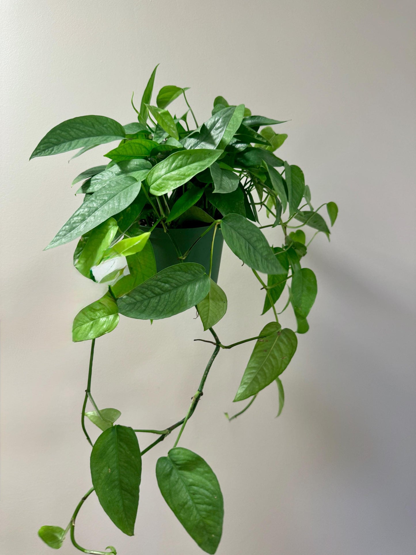 Cebu Blue Pothos (Epipremnum Pinnatum) 6 inch pot - Live Plant - optional decorative pot