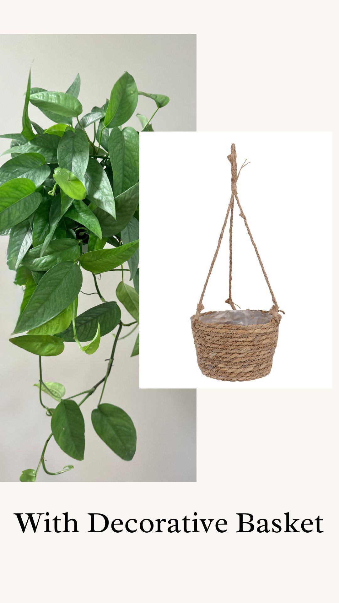 Cebu Blue Pothos (Epipremnum Pinnatum) 6 inch pot - Live Plant - optional decorative pot