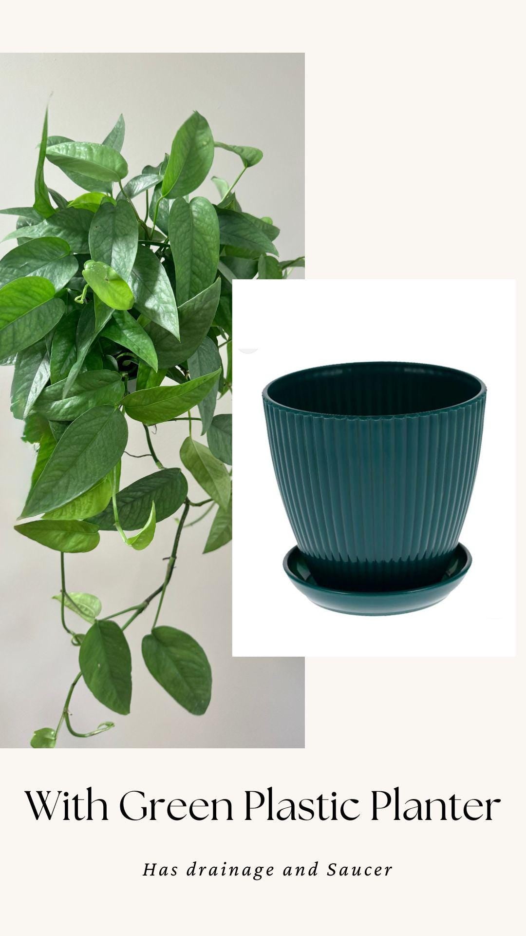 Cebu Blue Pothos (Epipremnum Pinnatum) 6 inch pot - Live Plant - optional decorative pot