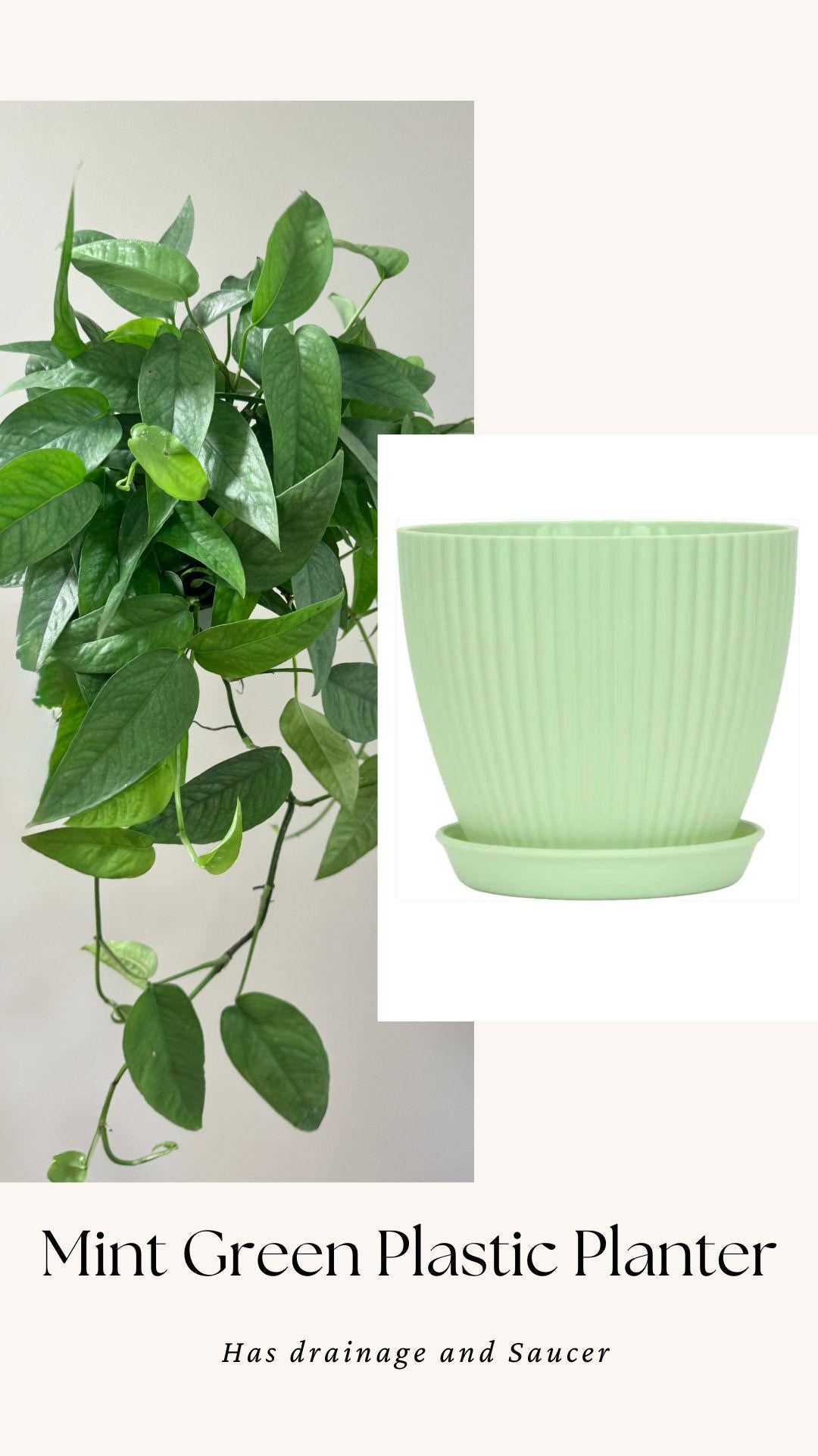 Cebu Blue Pothos (Epipremnum Pinnatum) 6 inch pot - Live Plant - optional decorative pot