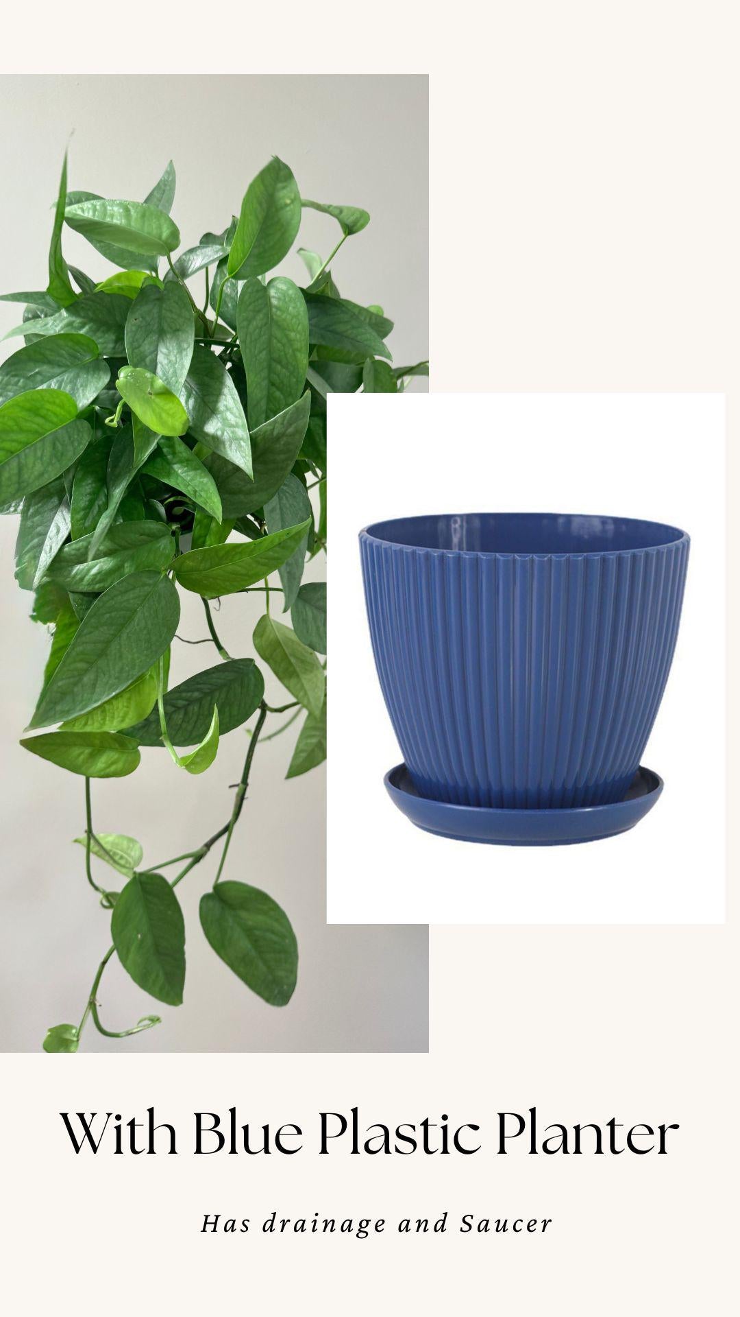 Cebu Blue Pothos (Epipremnum Pinnatum) 6 inch pot - Live Plant - optional decorative pot