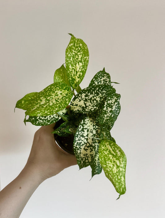 Dracaena Florida Beauty Plant 4 inch pot - Live Plant - optional decorative pot