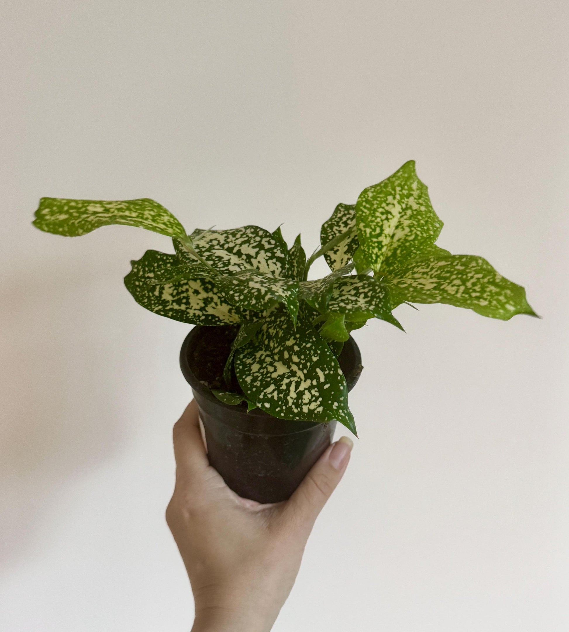 Dracaena Florida Beauty Plant 4 inch pot - Live Plant - optional decorative pot