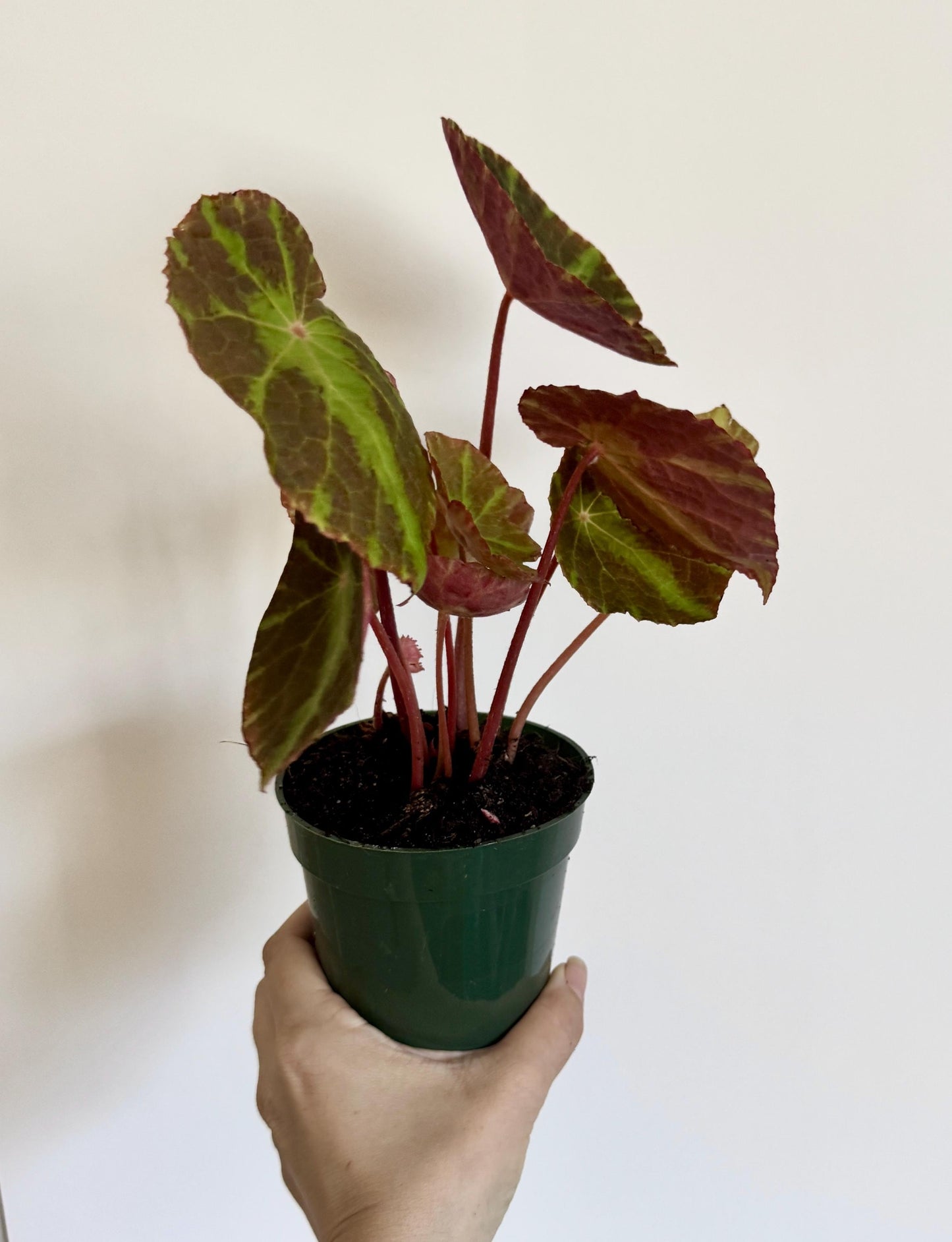 Begonia Soli-mutata x Natunensis Hybrid Rare Plant - 3" Pot - optional decorative pot