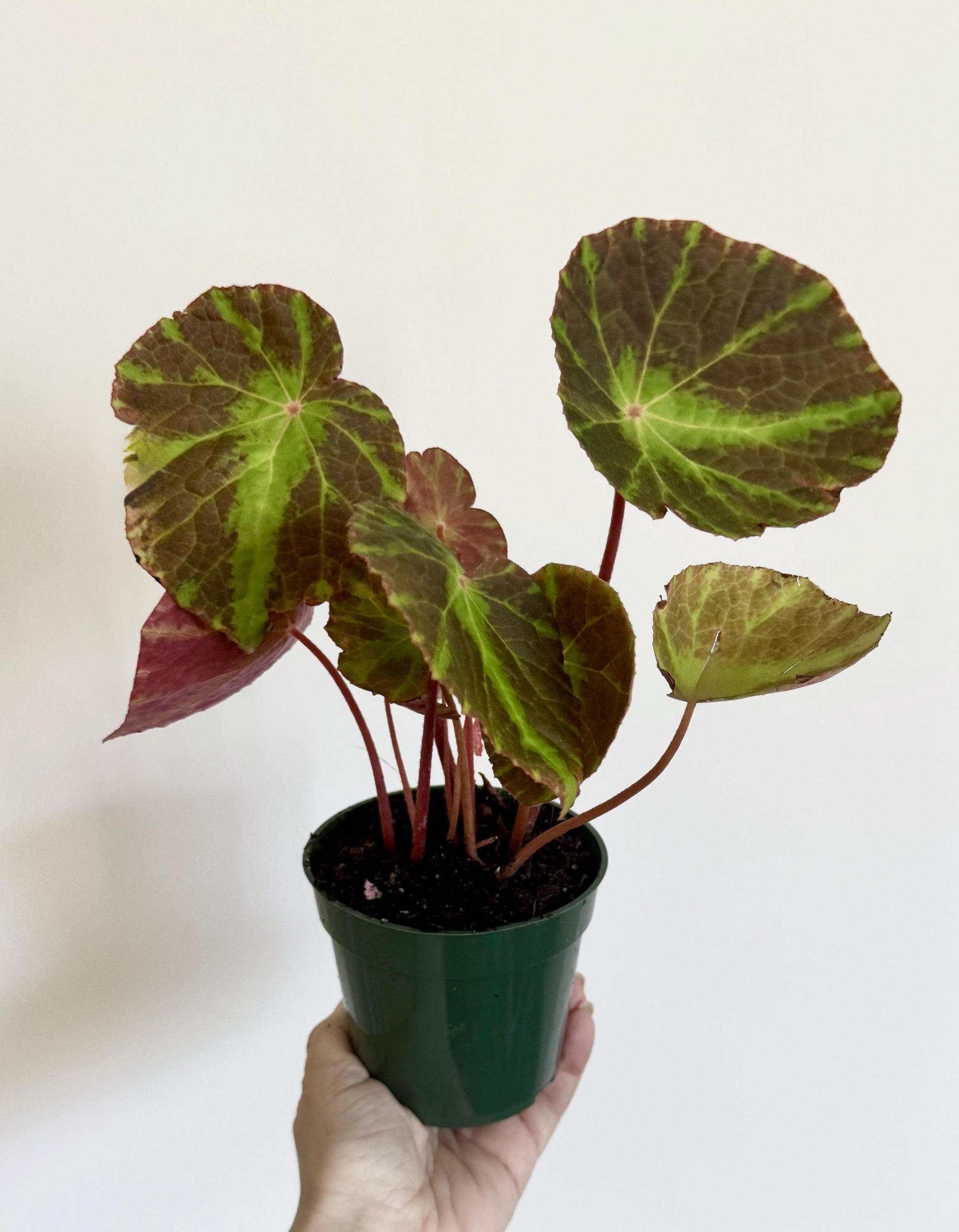 Begonia Soli-mutata x Natunensis Hybrid Rare Plant - 3" Pot - optional decorative pot